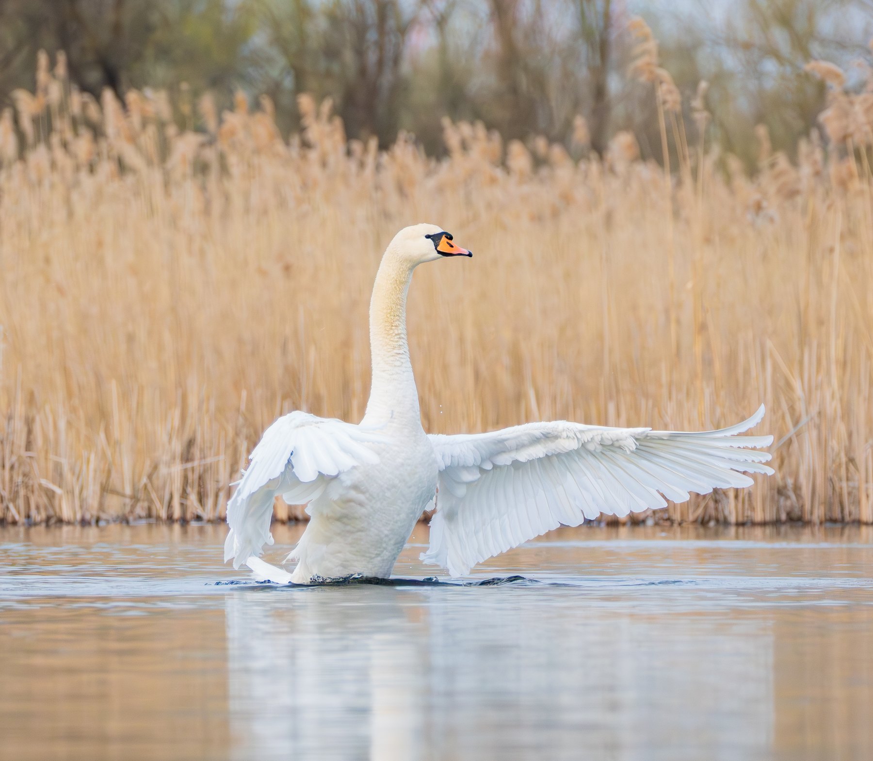 Mute swan displaying its wings