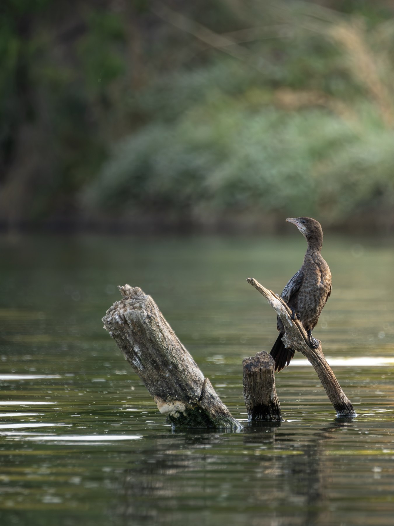 Cormorant resting above the water