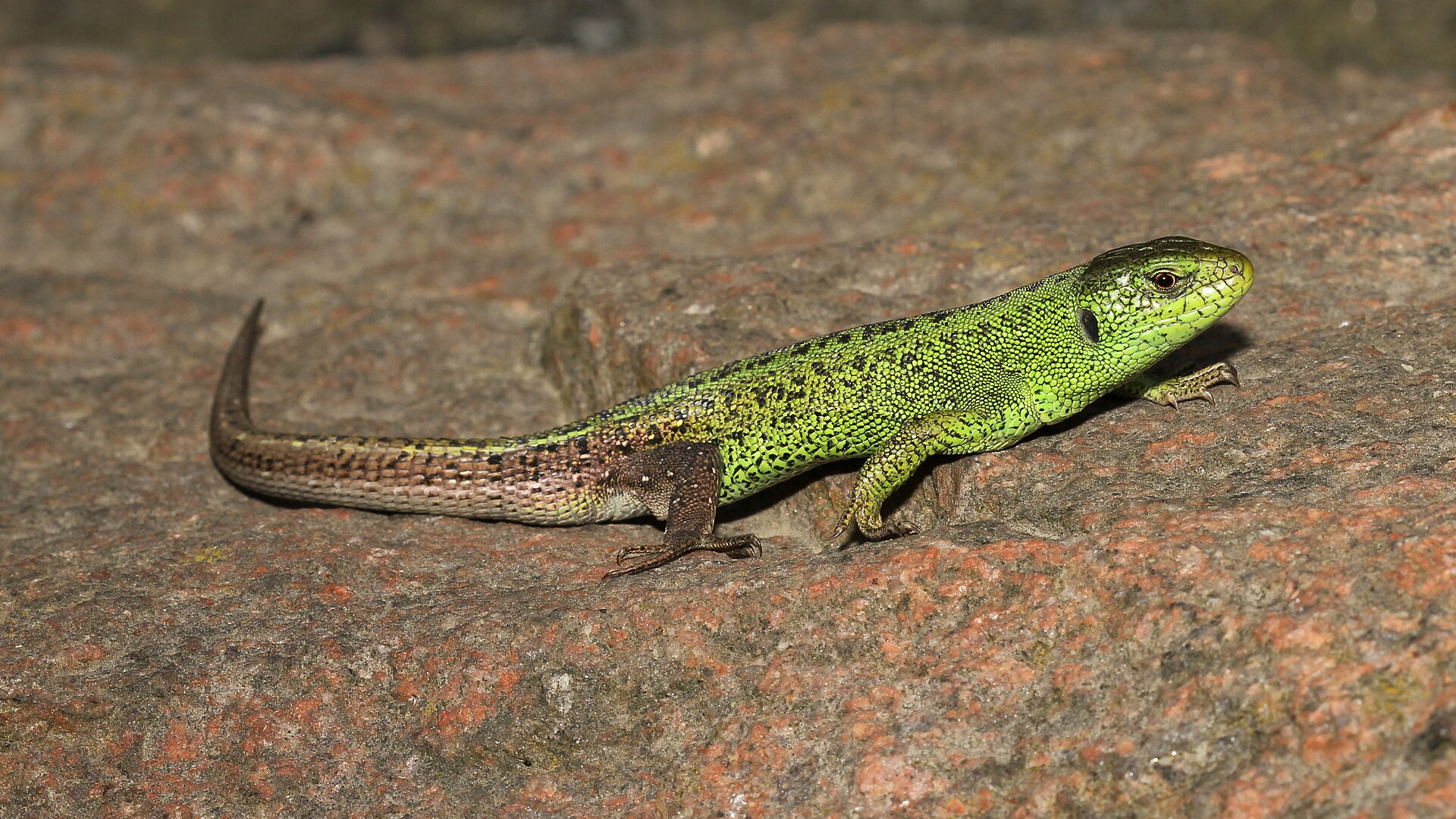 Sand Lizard (Lacerta agilis)