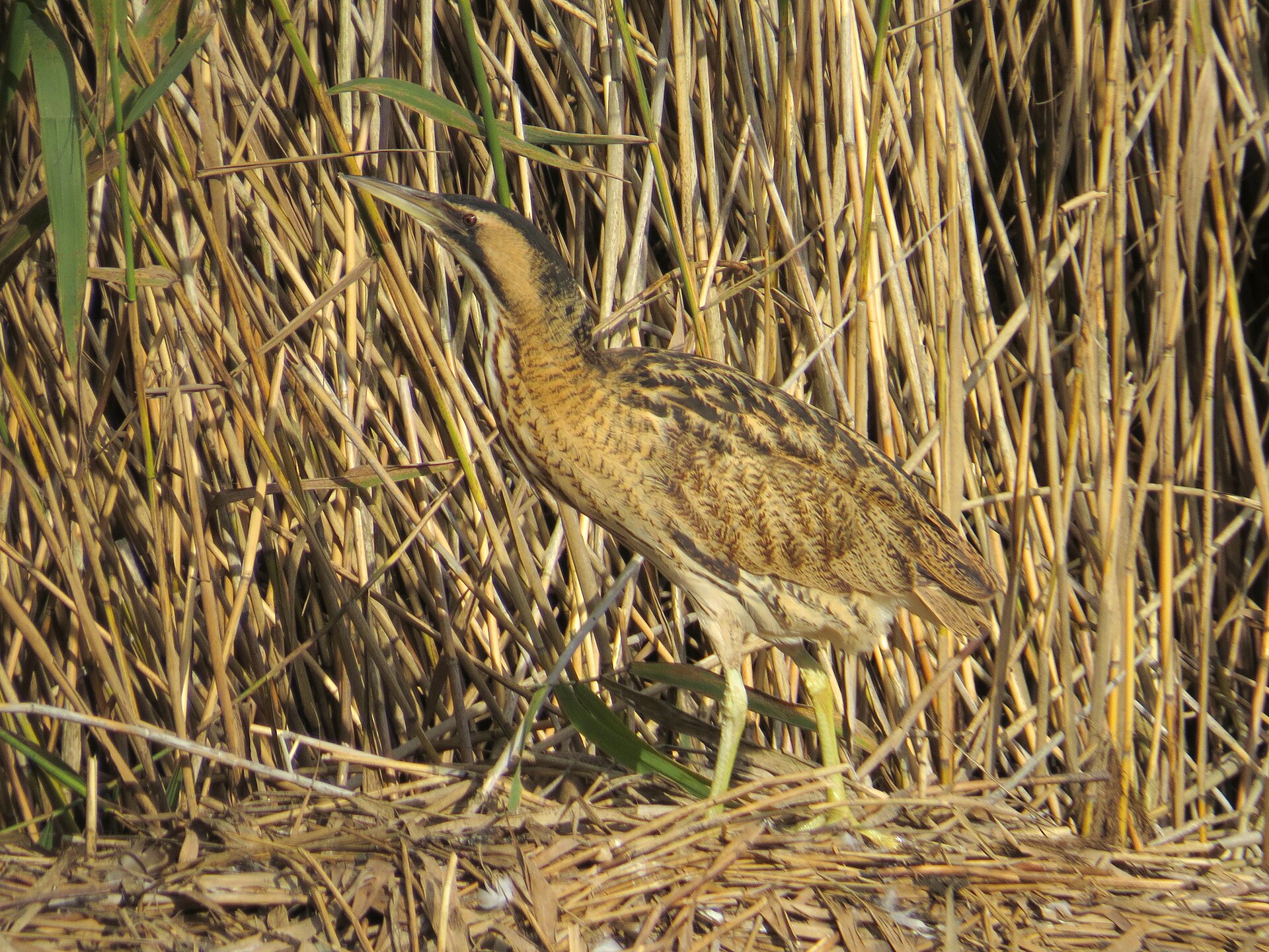 Eurasian Bittern (Botaurus stellaris)