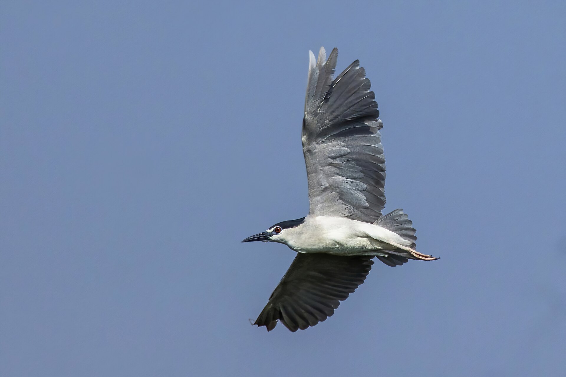 Black-crowned Night Heron (Nycticorax nycticorax)