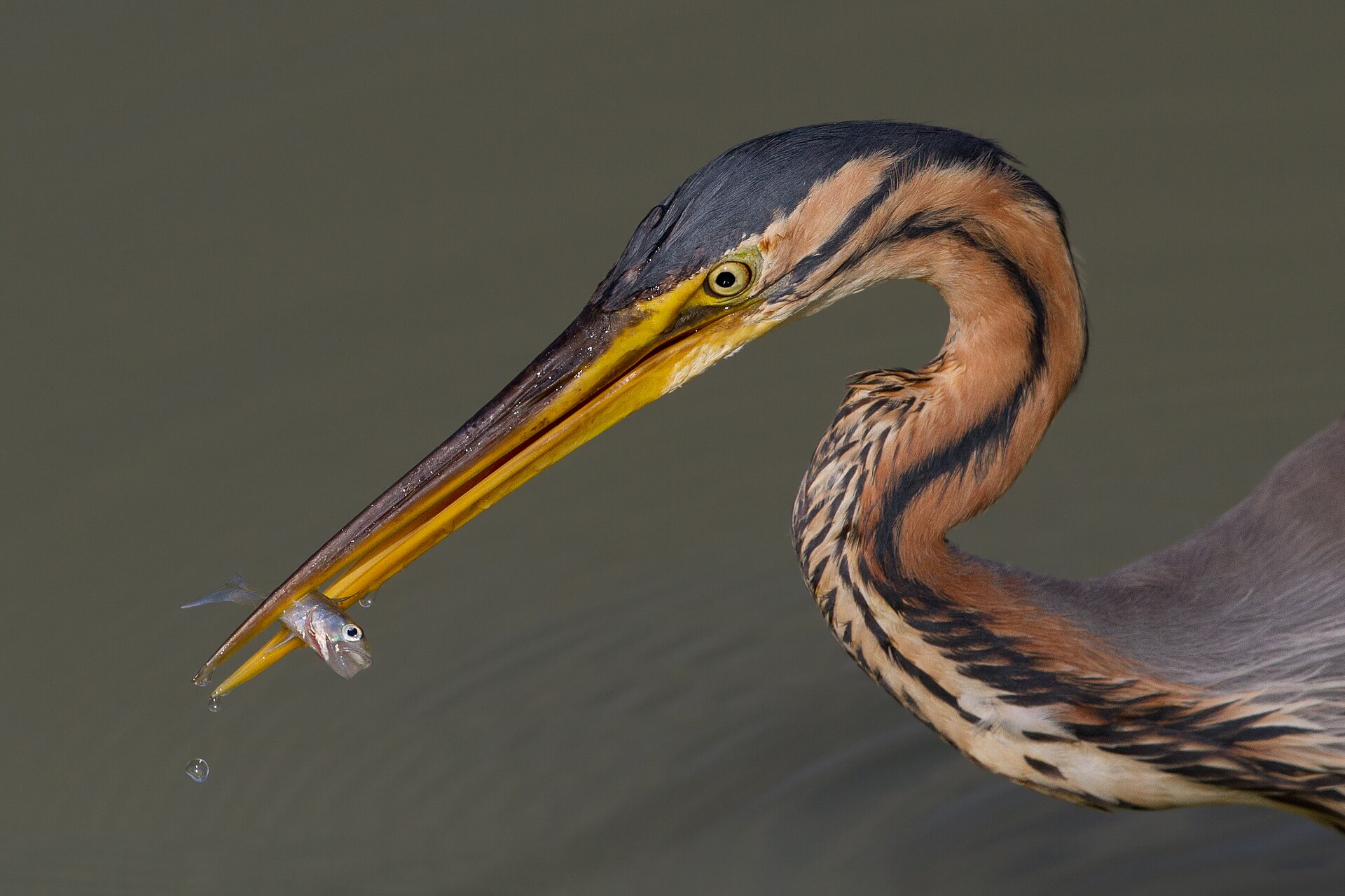 Purple Heron (Ardea purpurea)