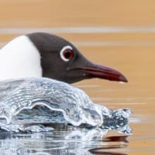 Detail of the gull's eye, bill and splashing water — after Lightroom editing