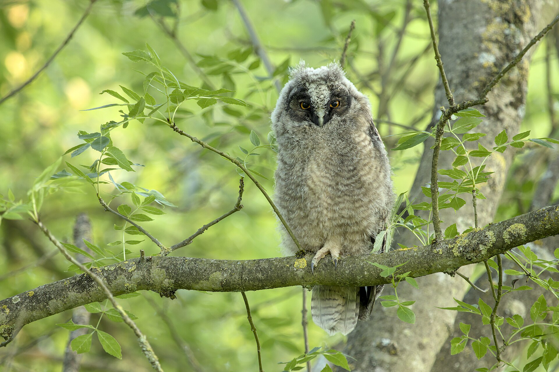 Long-eared Owl (Asio otus)