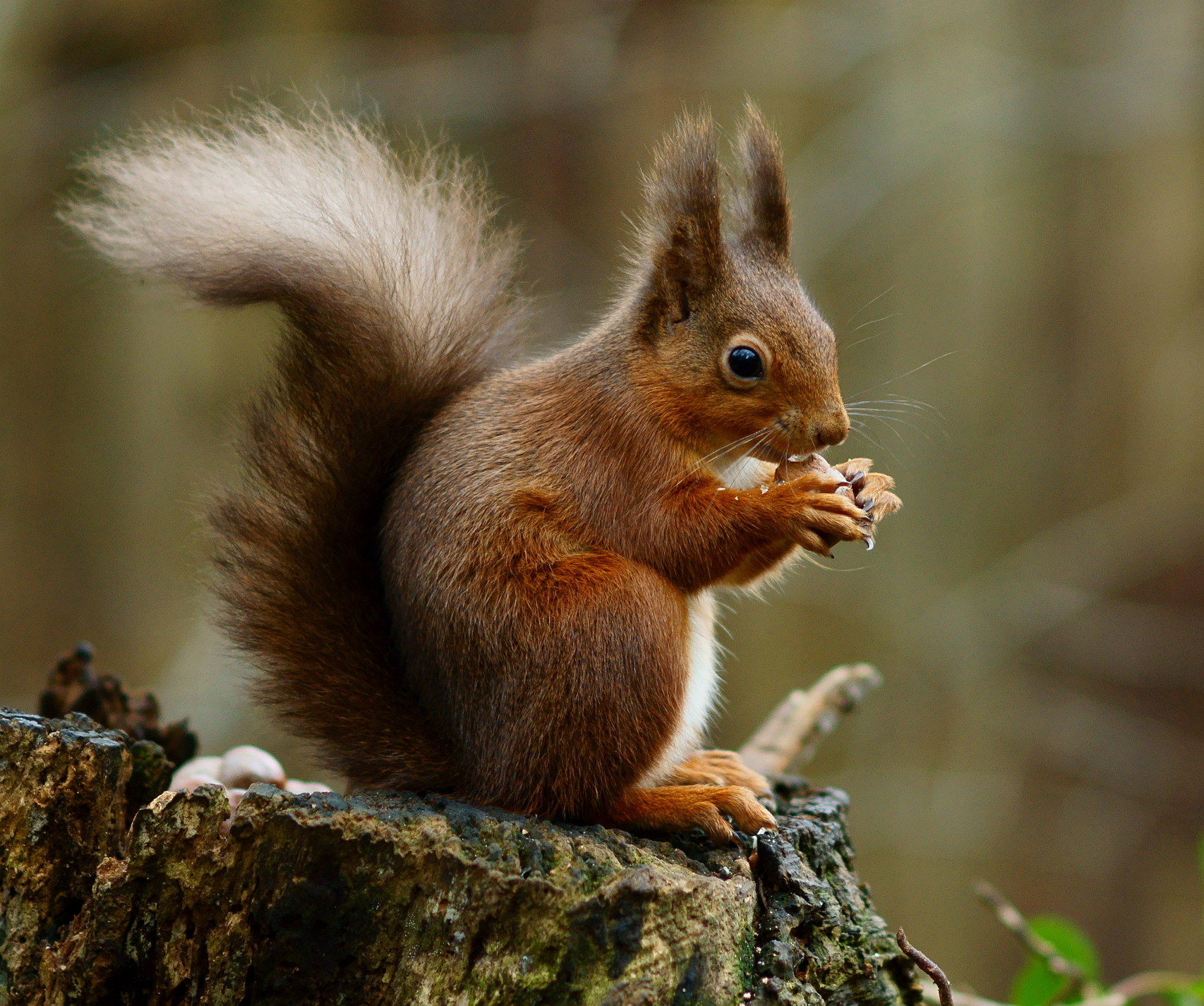 Eurasian Red Squirrel (Sciurus vulgaris)