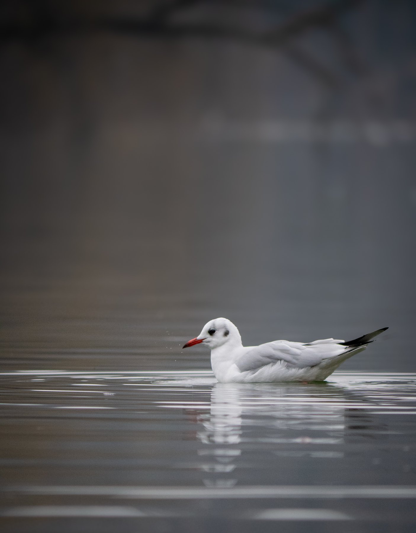 Waterbird portrait