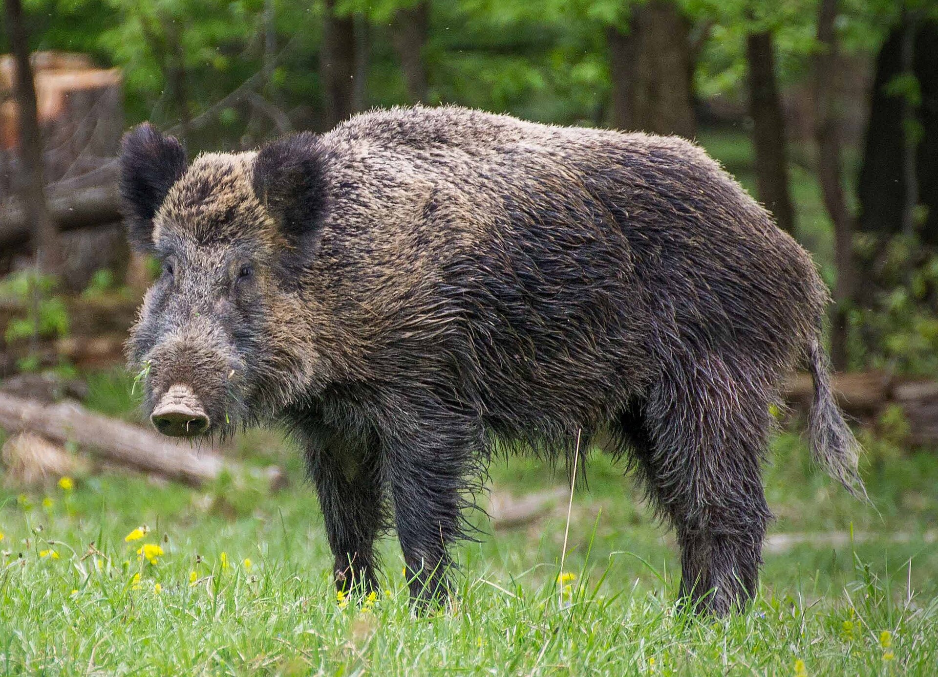 Wild Boar (Sus scrofa)