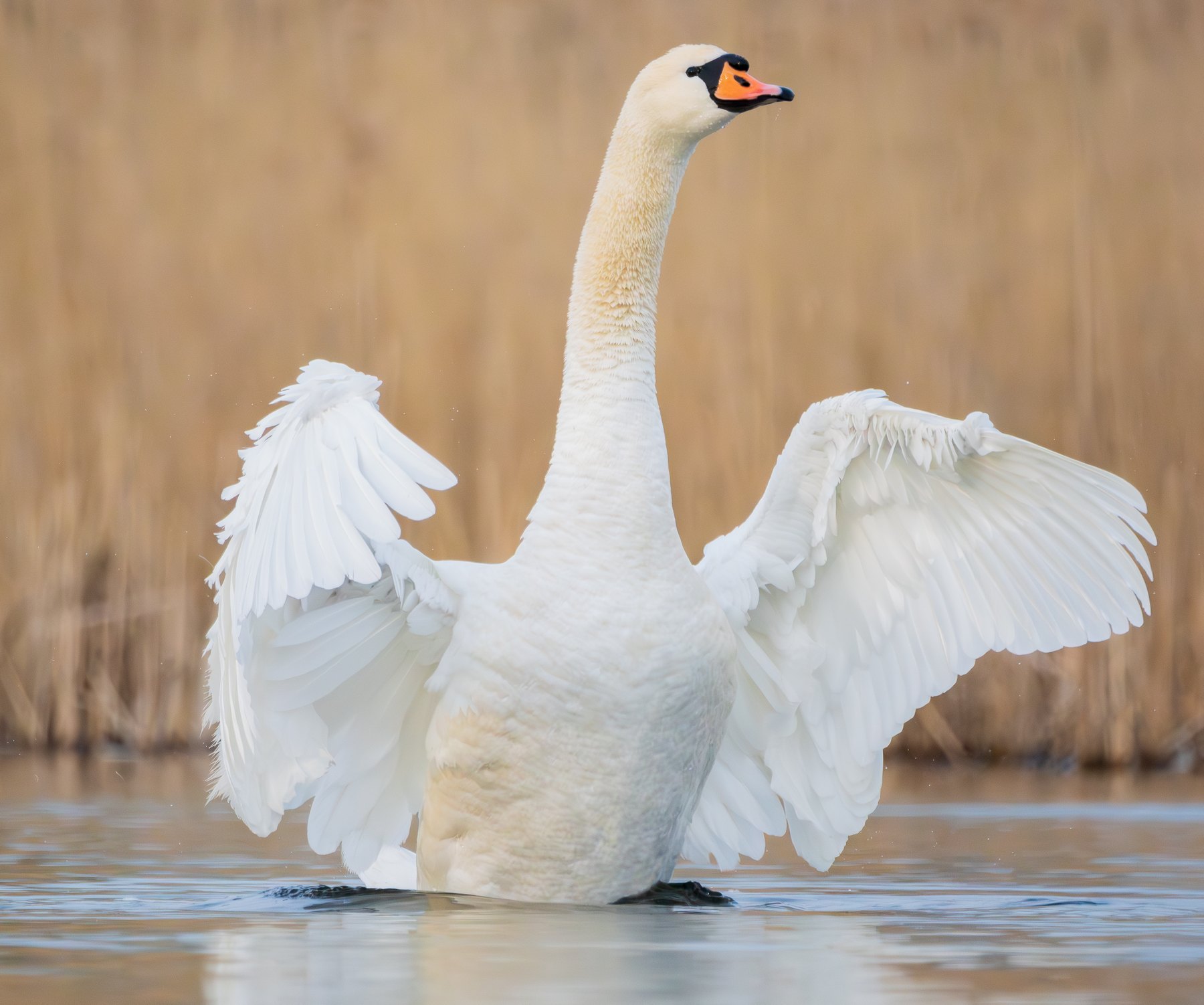 Mute swan displaying its wings