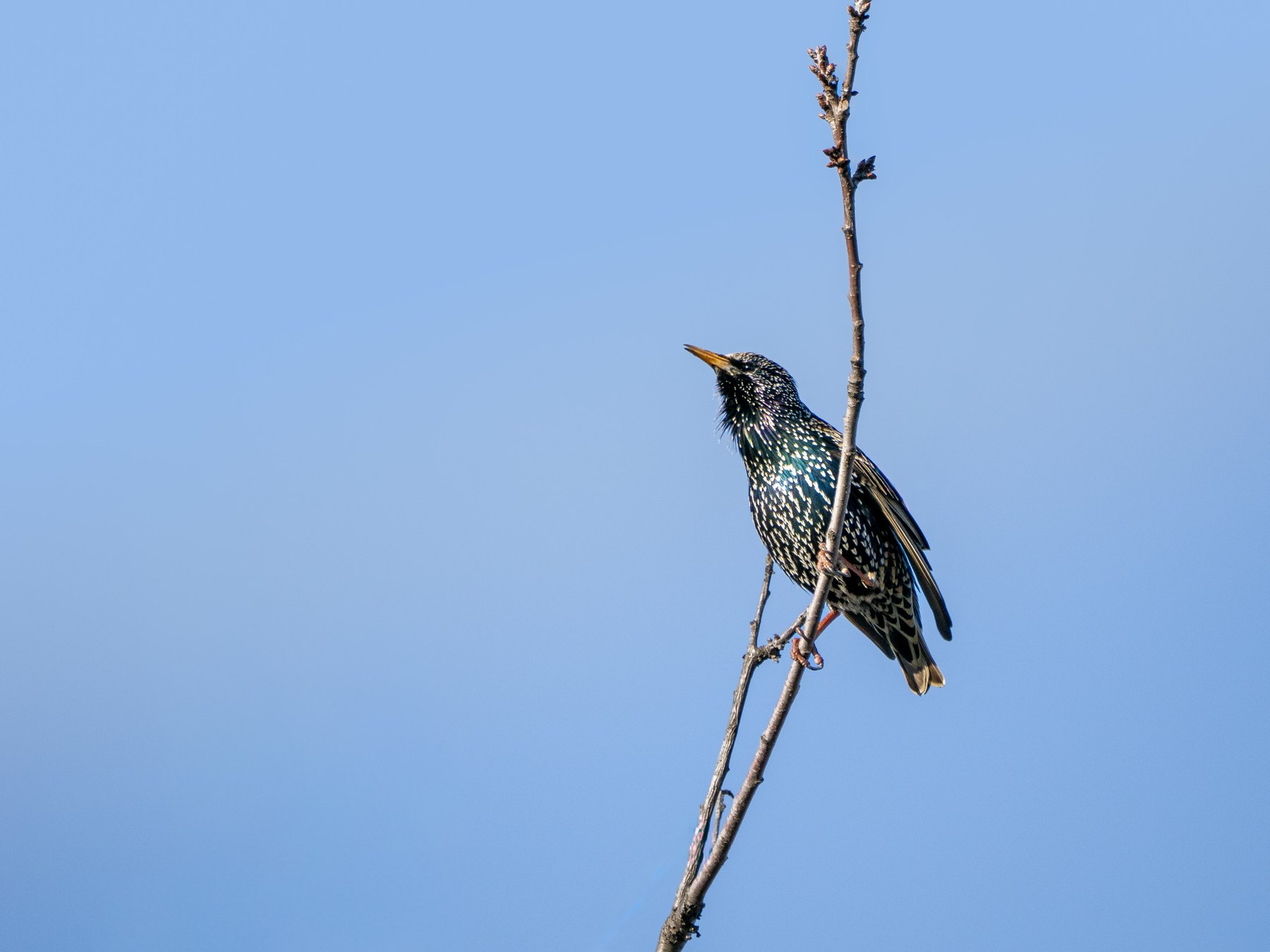 Songbird perched against open sky