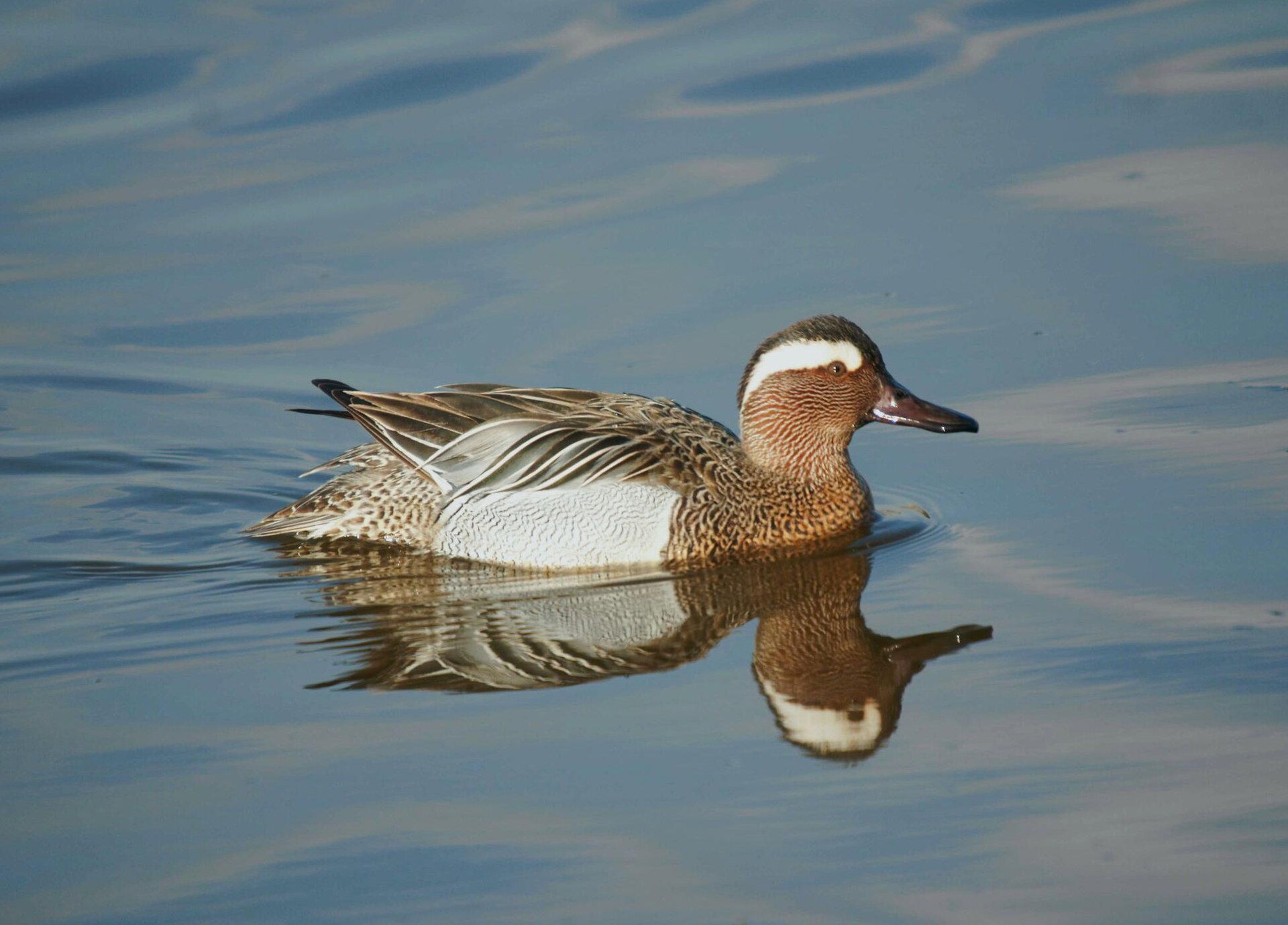 Garganey (Spatula querquedula)