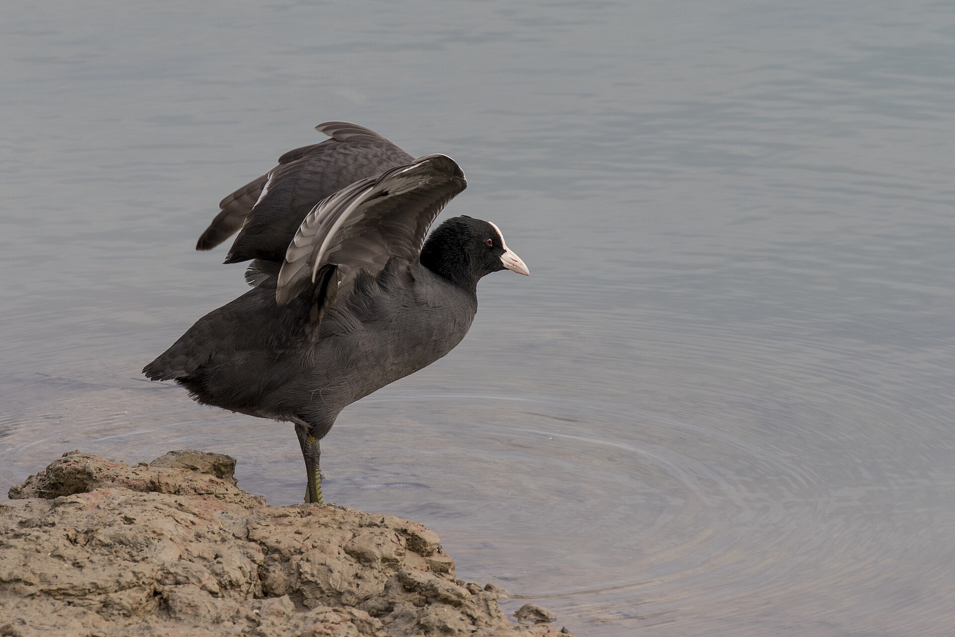 Eurasian Coot (Fulica atra)