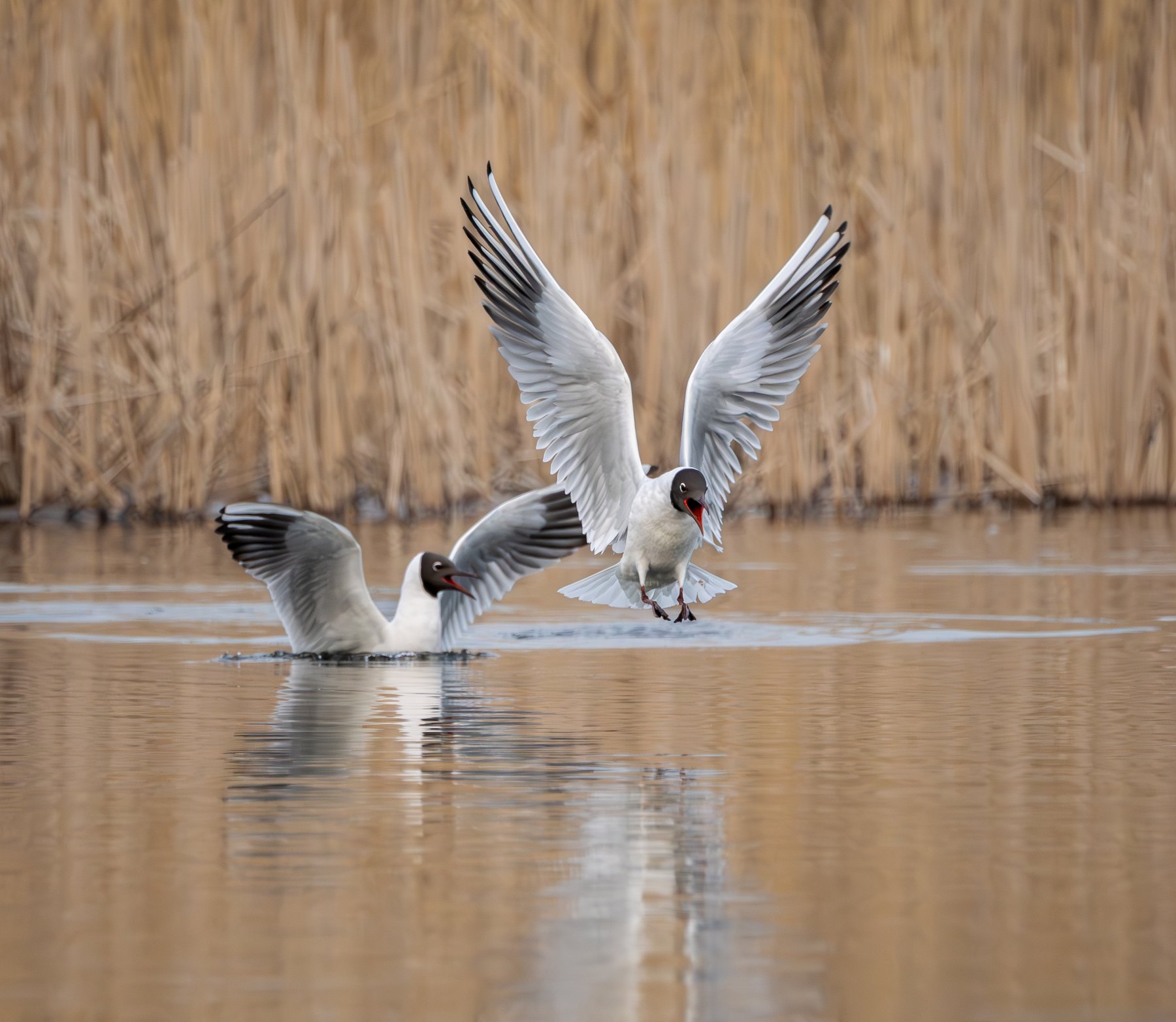 Swans in a territorial display