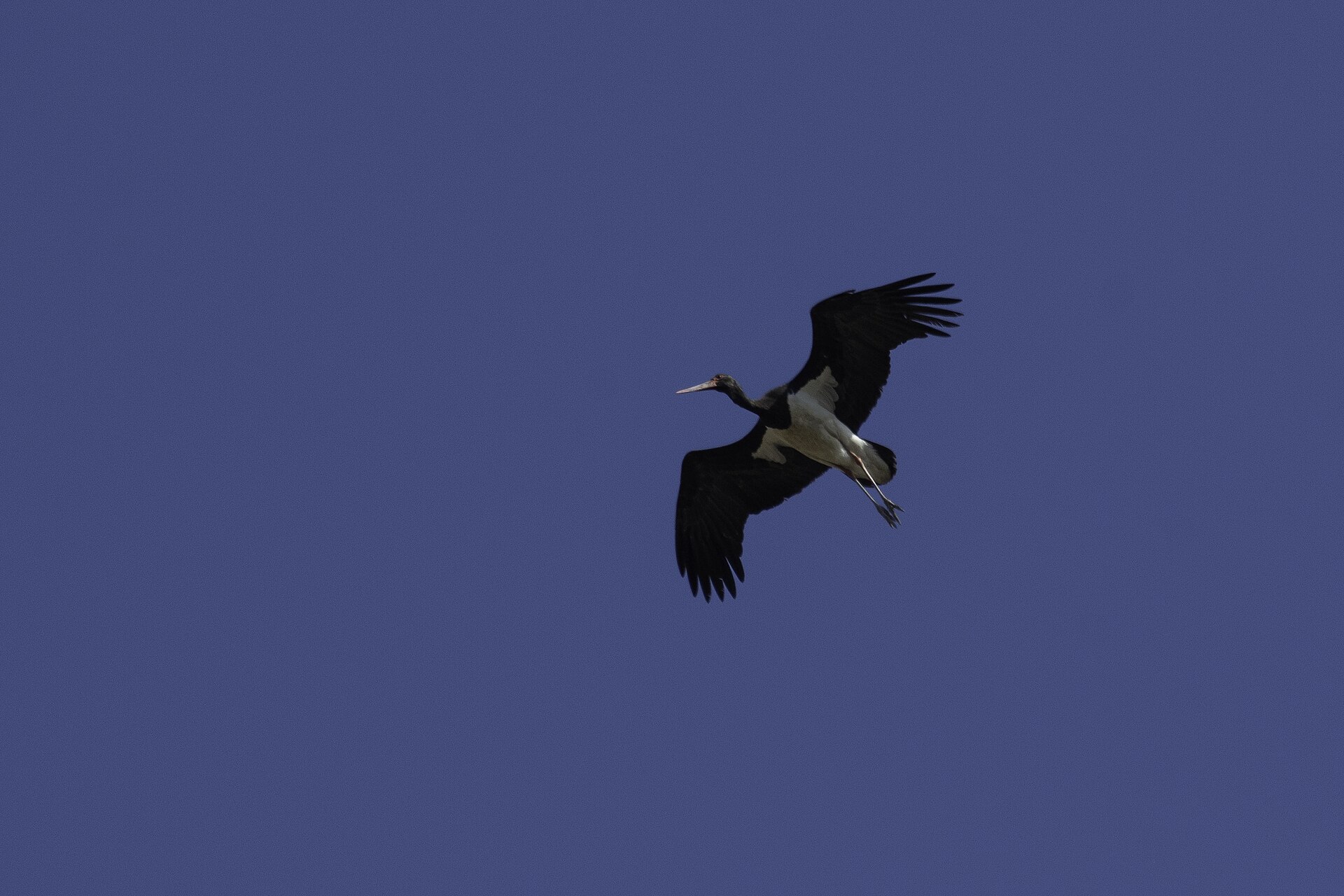 Black Stork (Ciconia nigra)