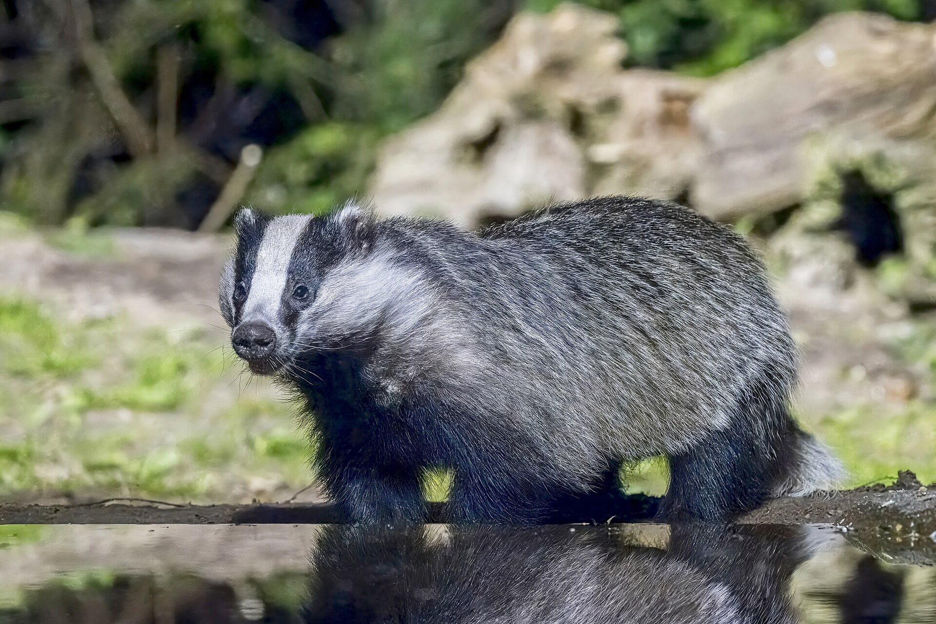 European Badger (Meles meles)