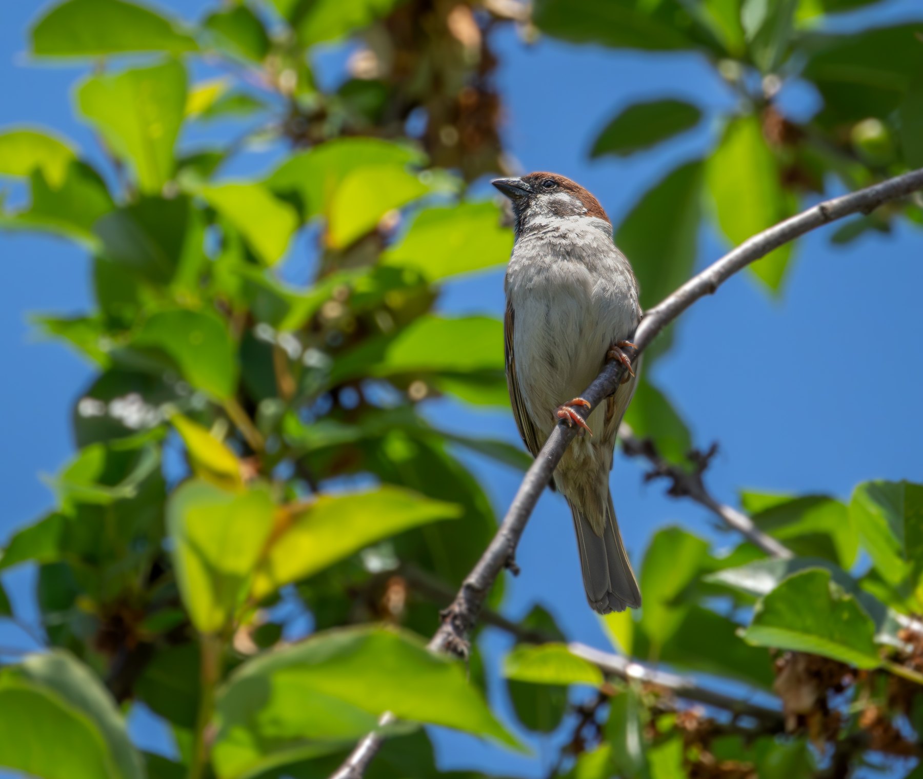 Songbird portrait in summer light