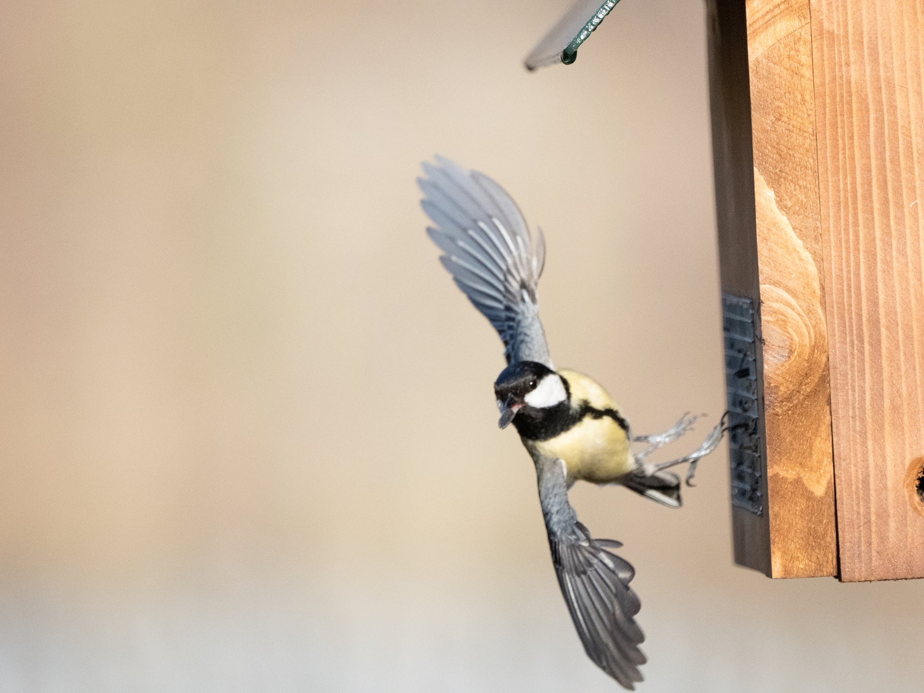 Garden birds in flight