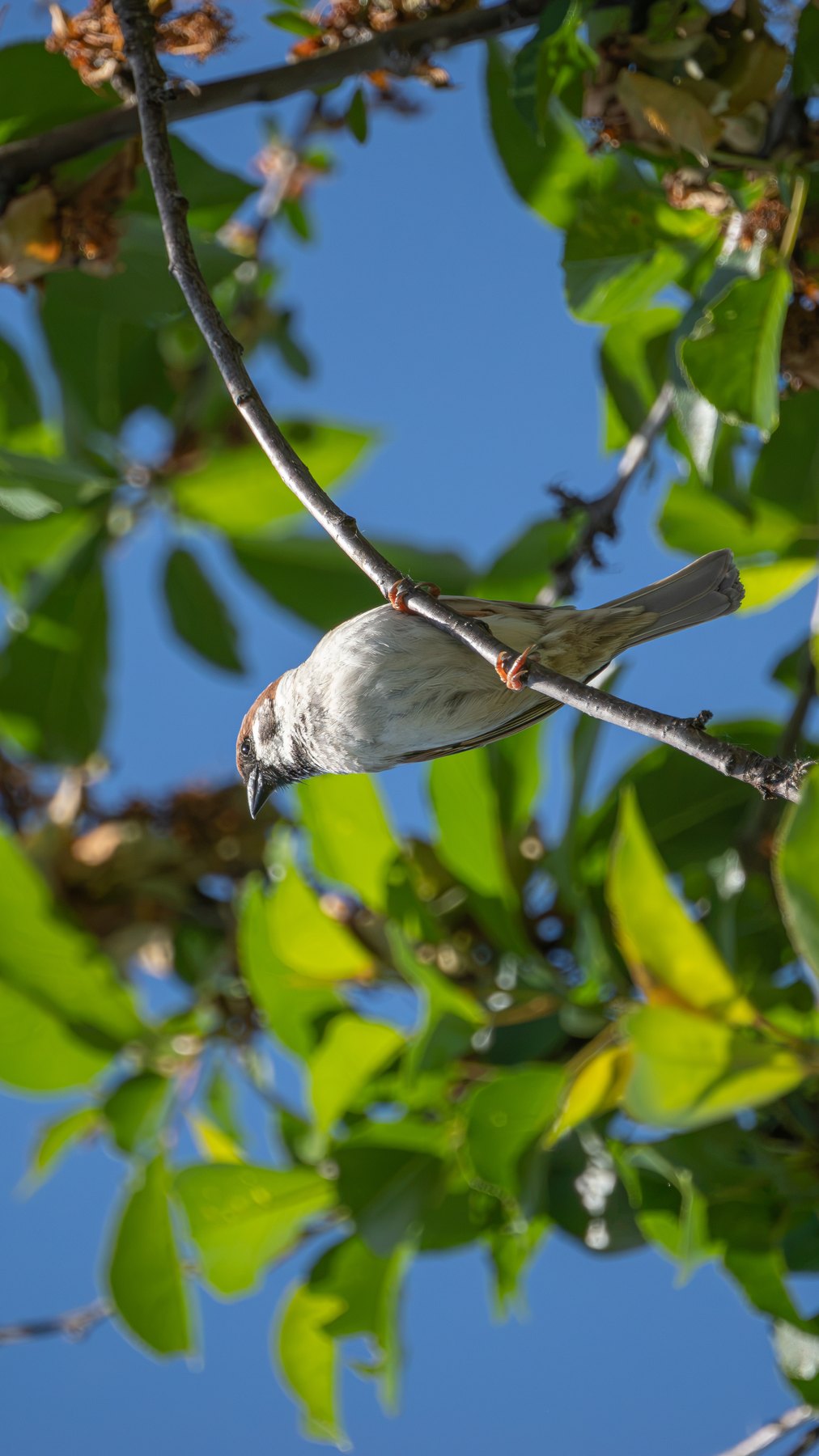 Songbird portrait in summer light