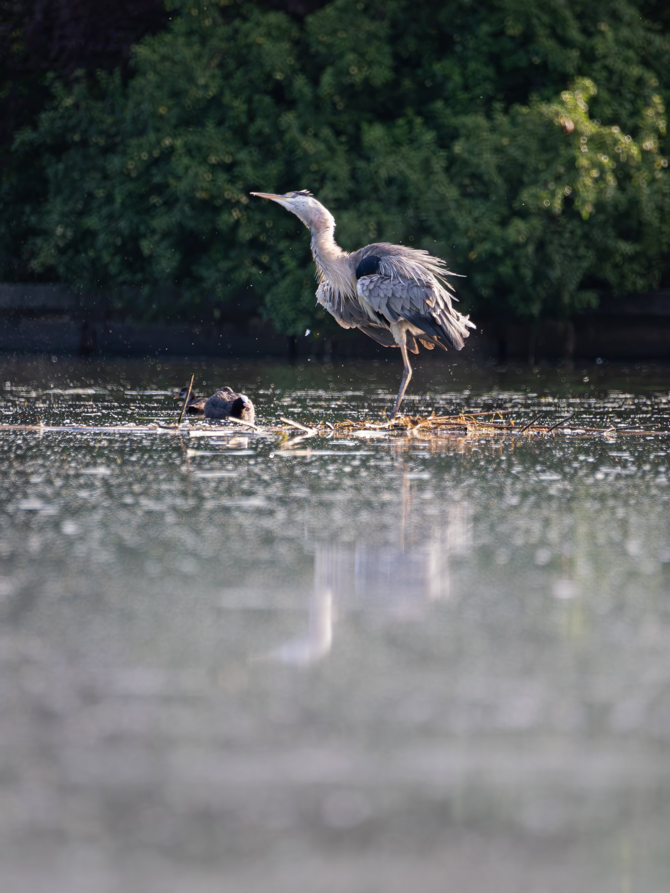 Grey heron at a quiet wetland