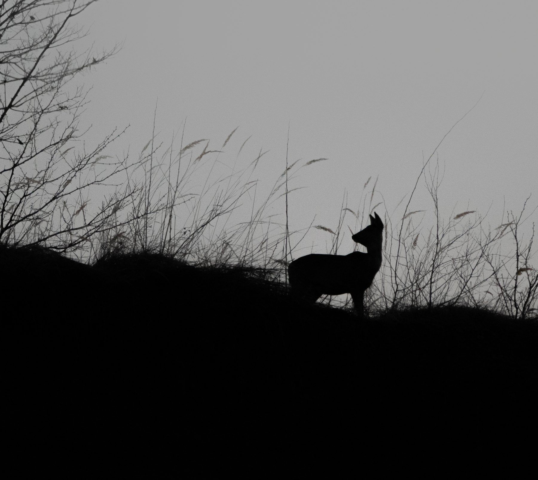 Deer silhouetted on a ridge