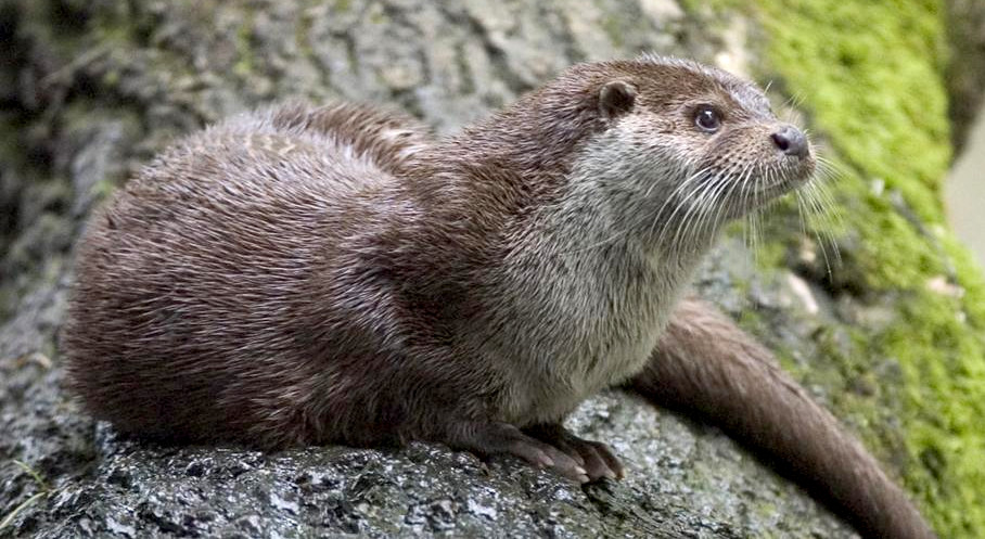 Eurasian Otter (Lutra lutra)