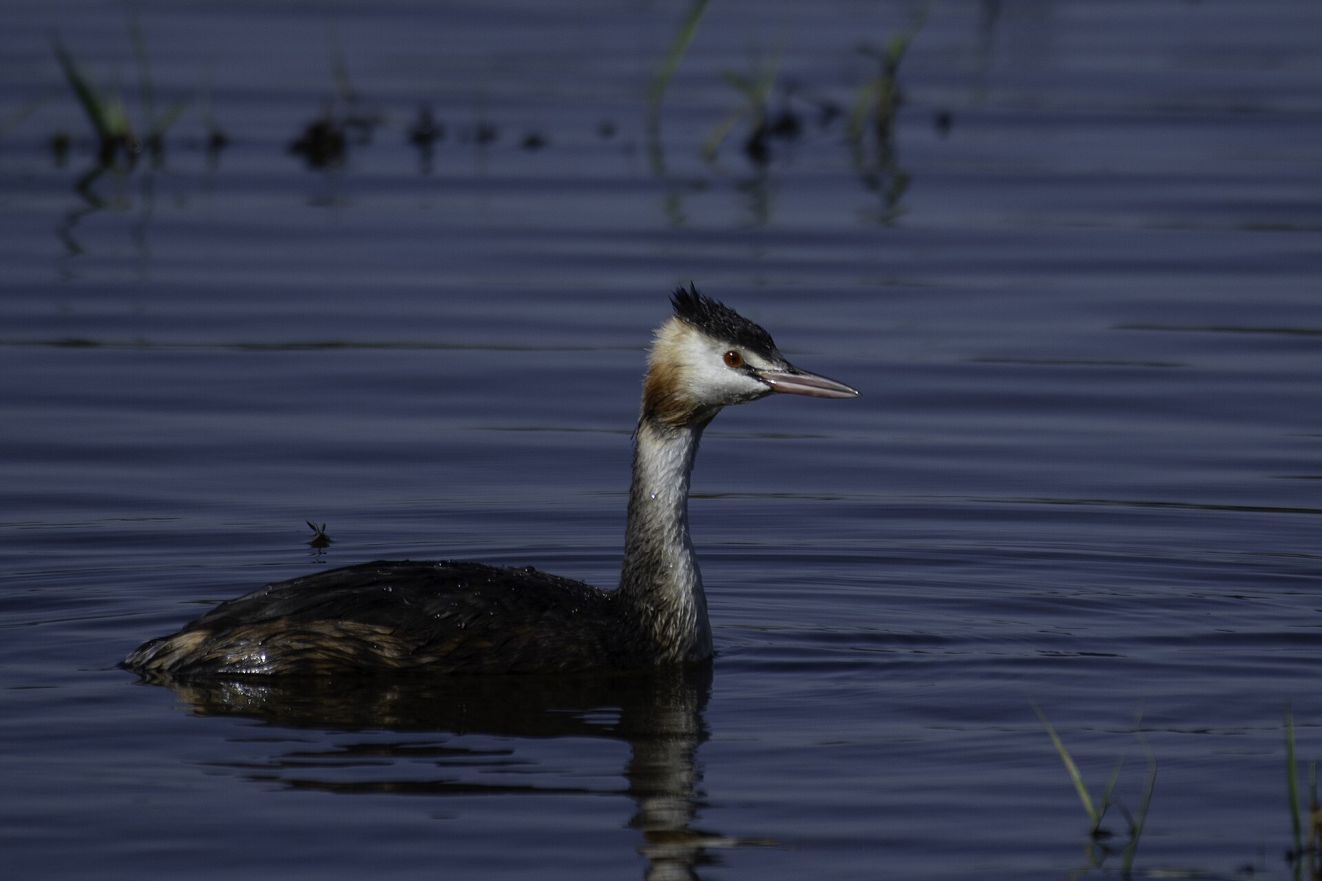 Great Crested Grebe (Podiceps cristatus)