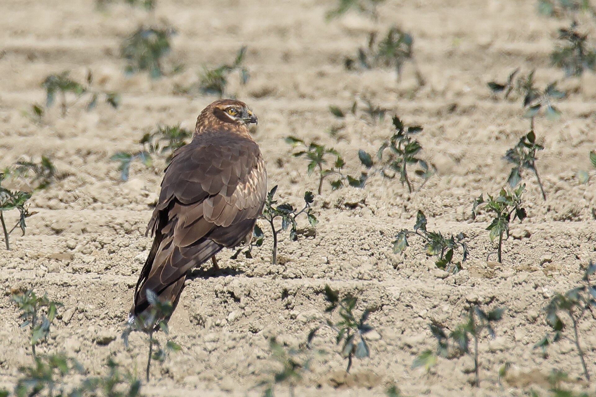 Montagu's Harrier (Circus pygargus)
