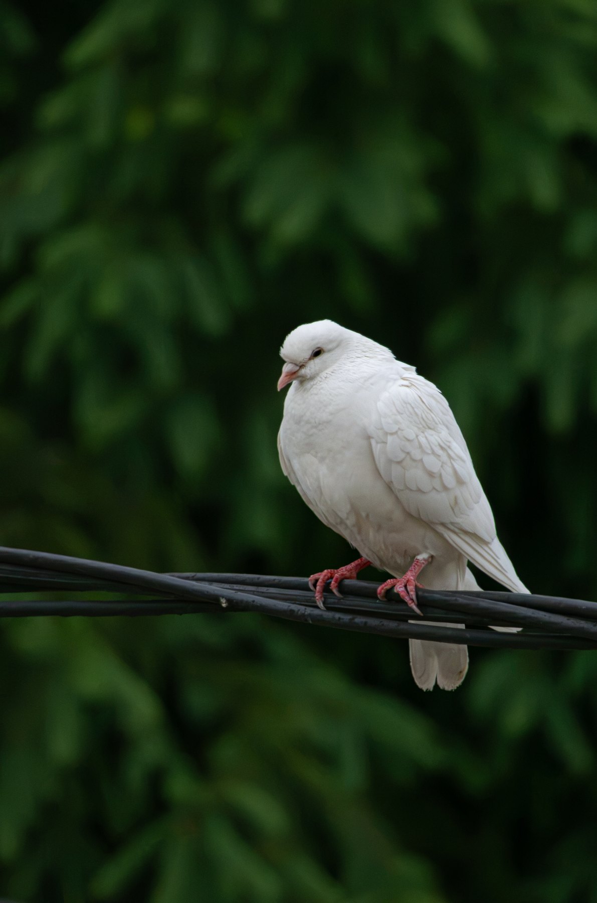 White dove perched in shade