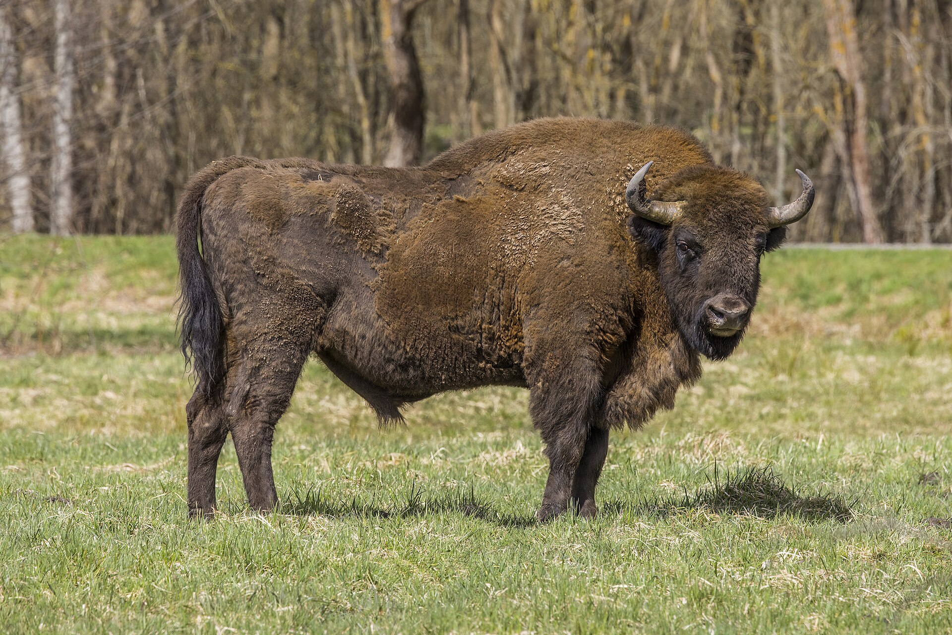 European Bison (Bison bonasus)