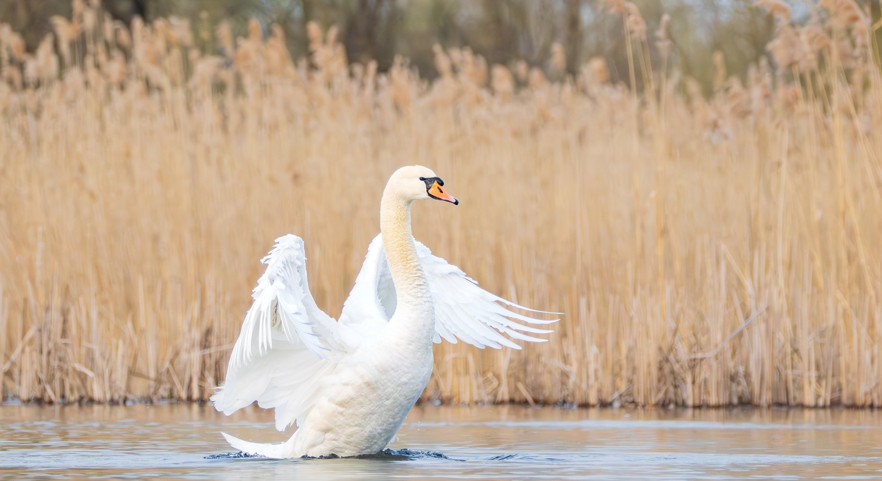Mute swan displaying its wings