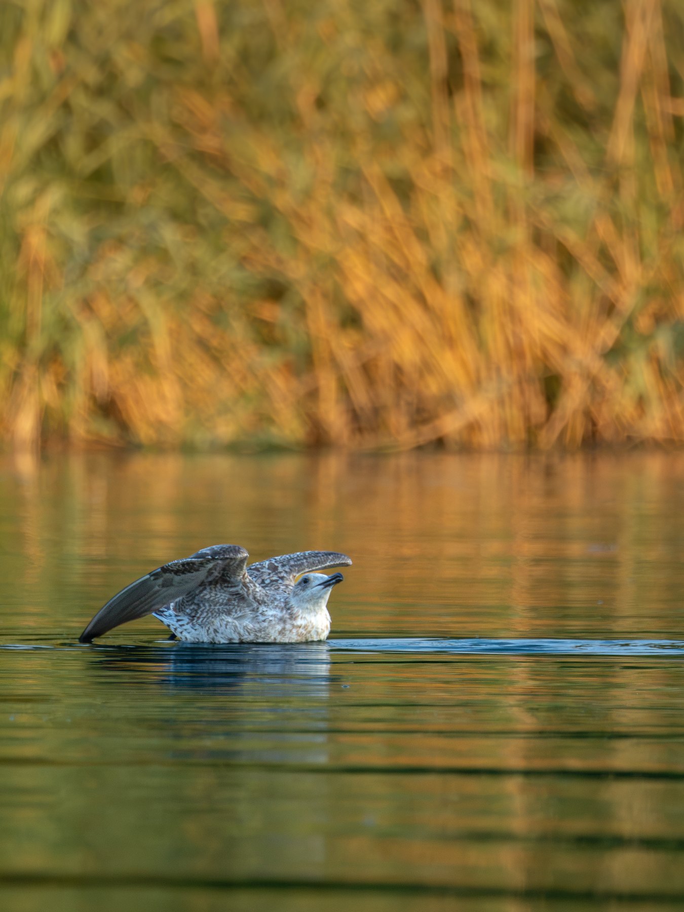 Cormorant swimming through golden water