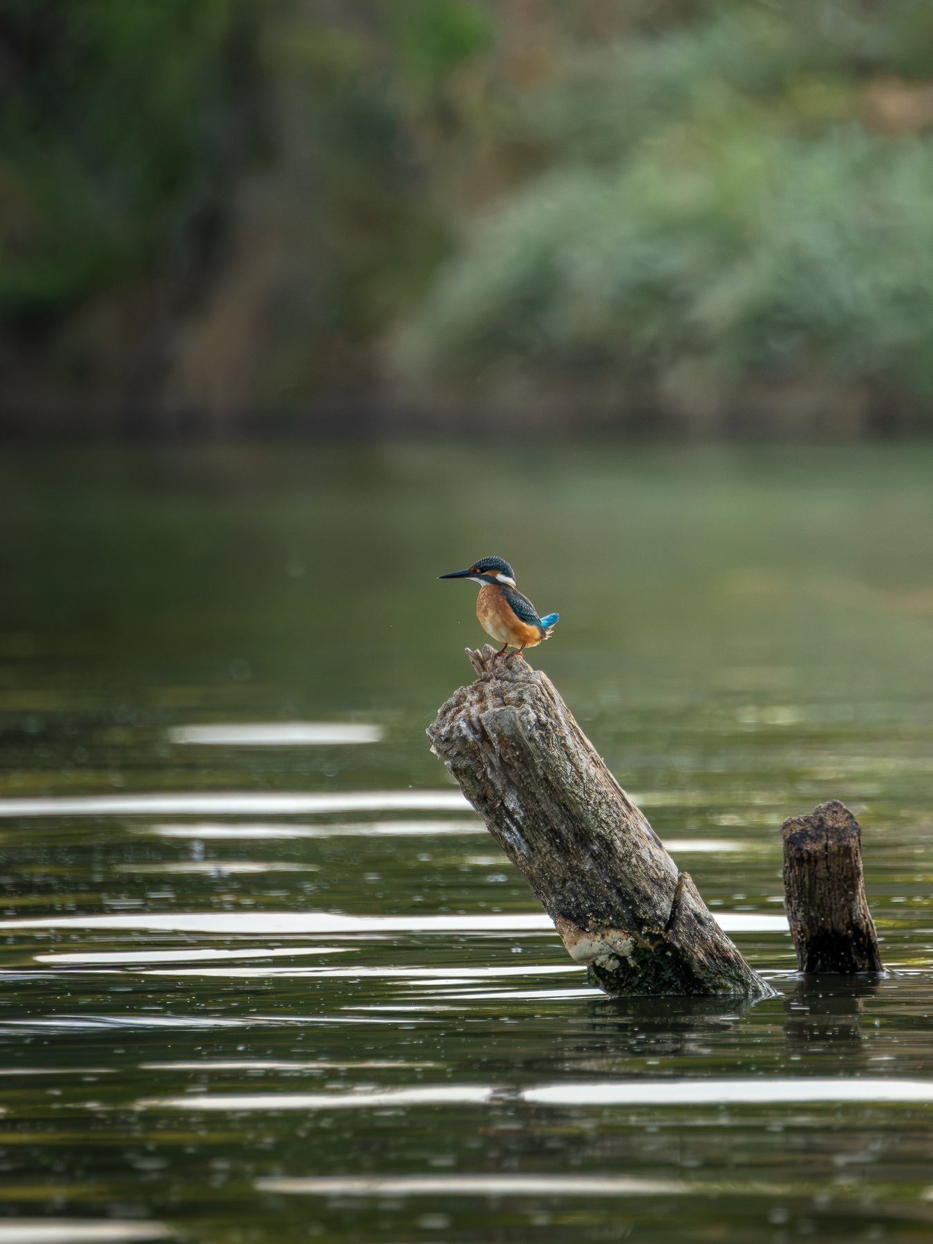 Kingfisher perched above the water