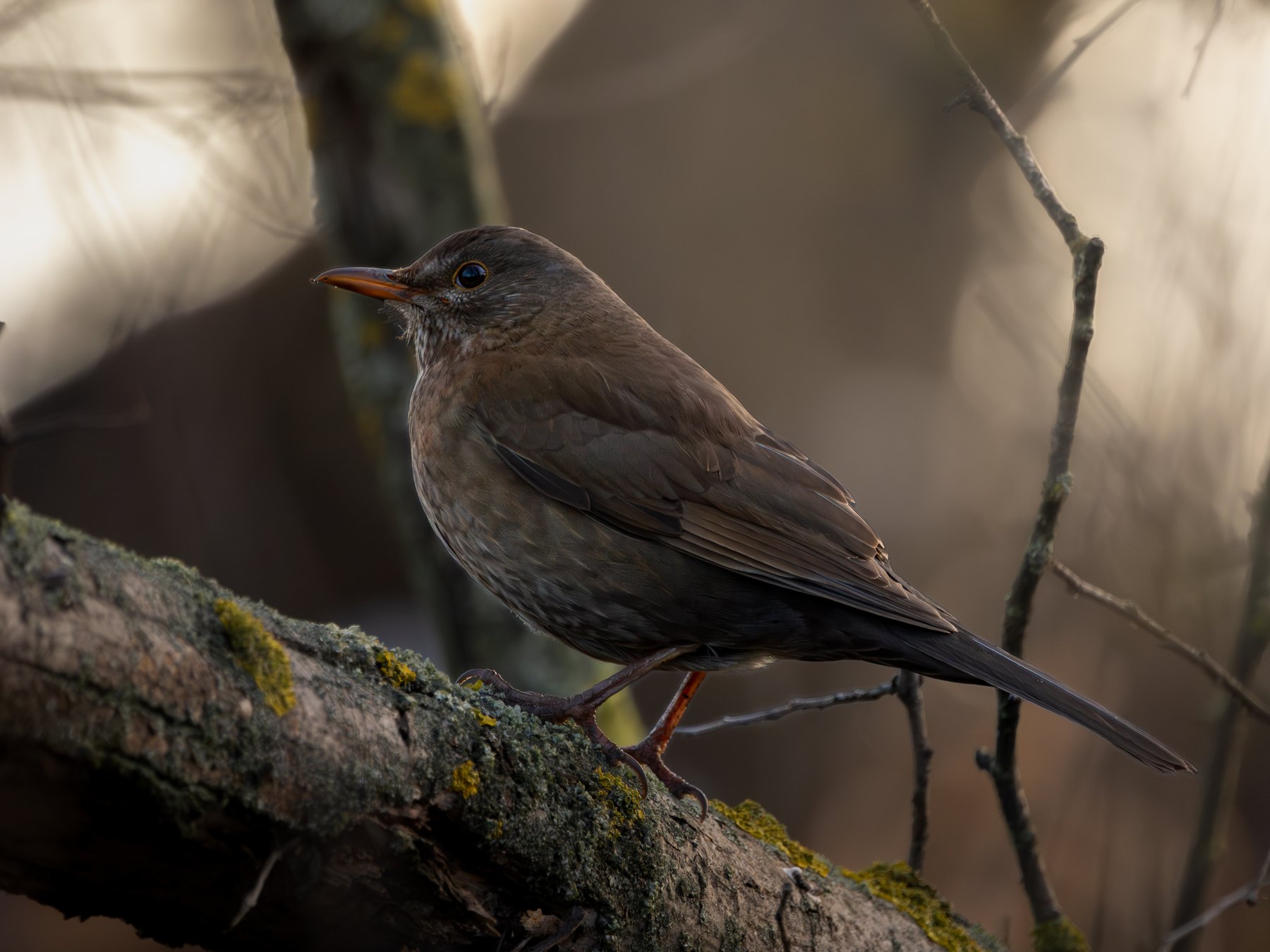 Blackbird in woodland