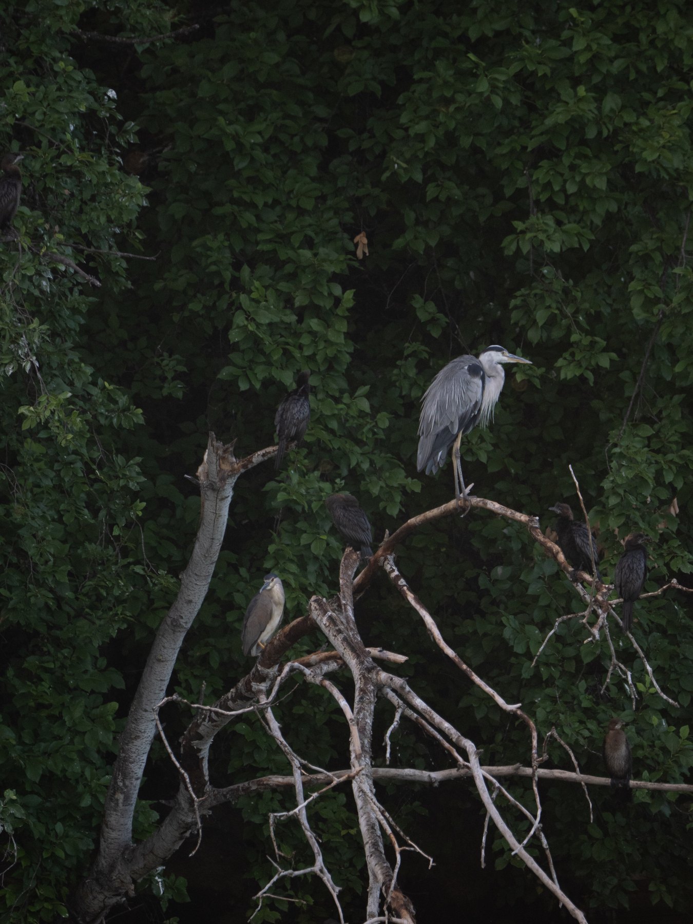 Grey heron at a quiet wetland