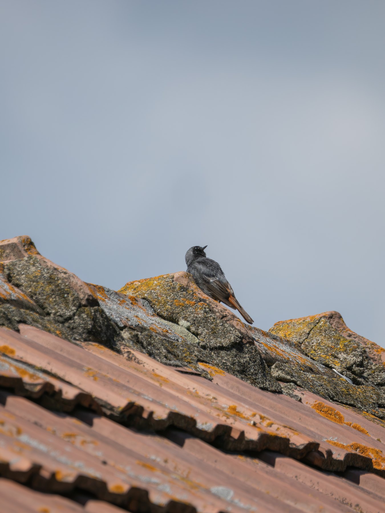 Bird perched on a weathered rooftop