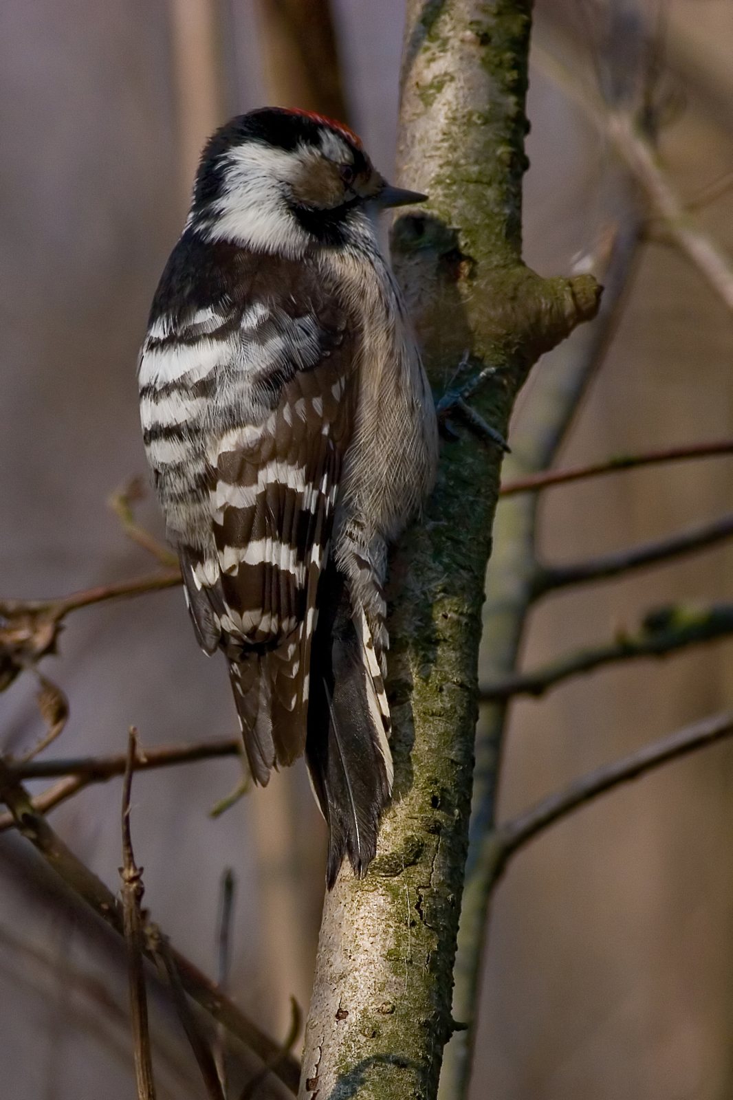 Lesser Spotted Woodpecker (Dryobates minor)
