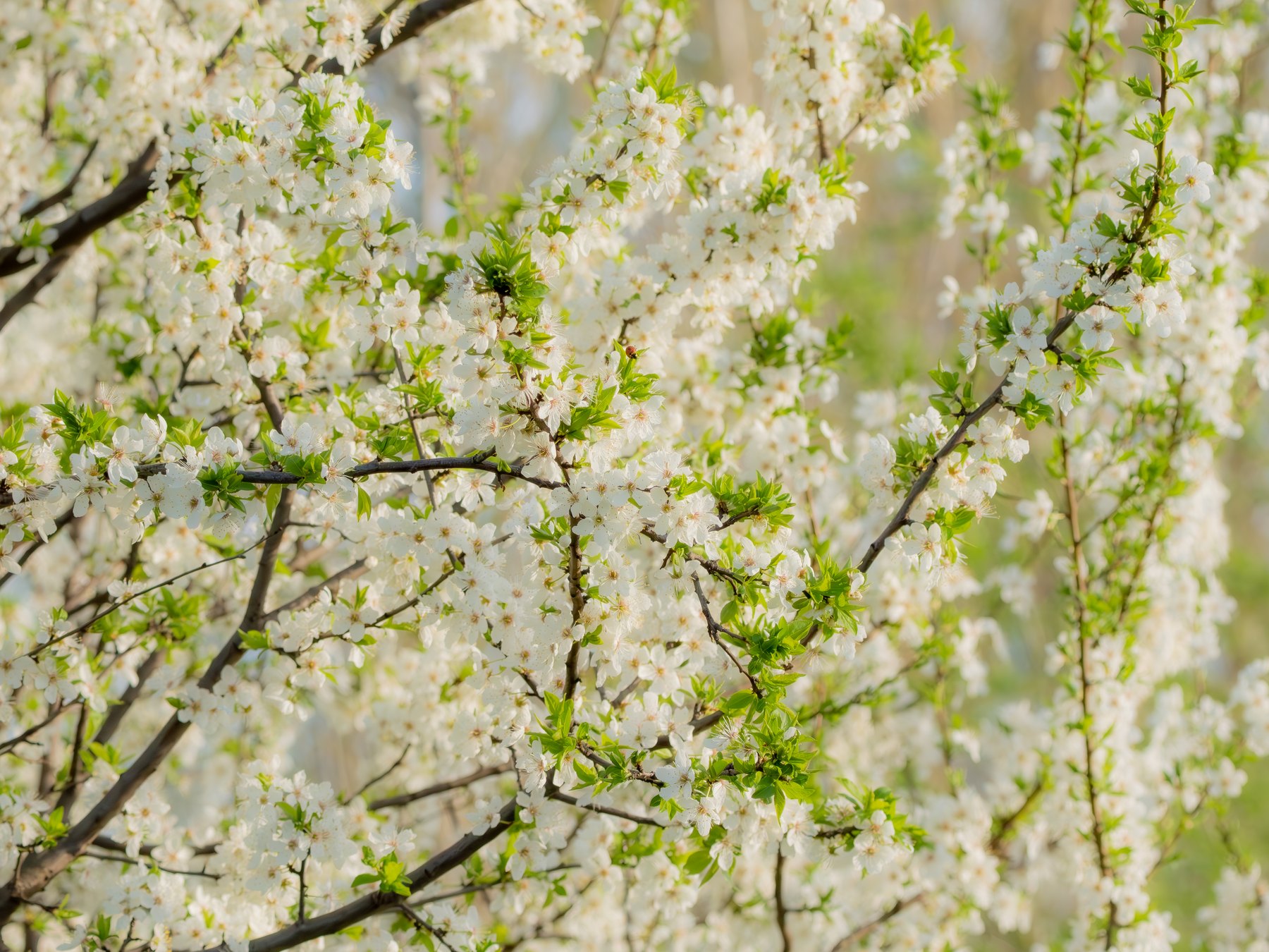 Spring blossom beside the reedbed