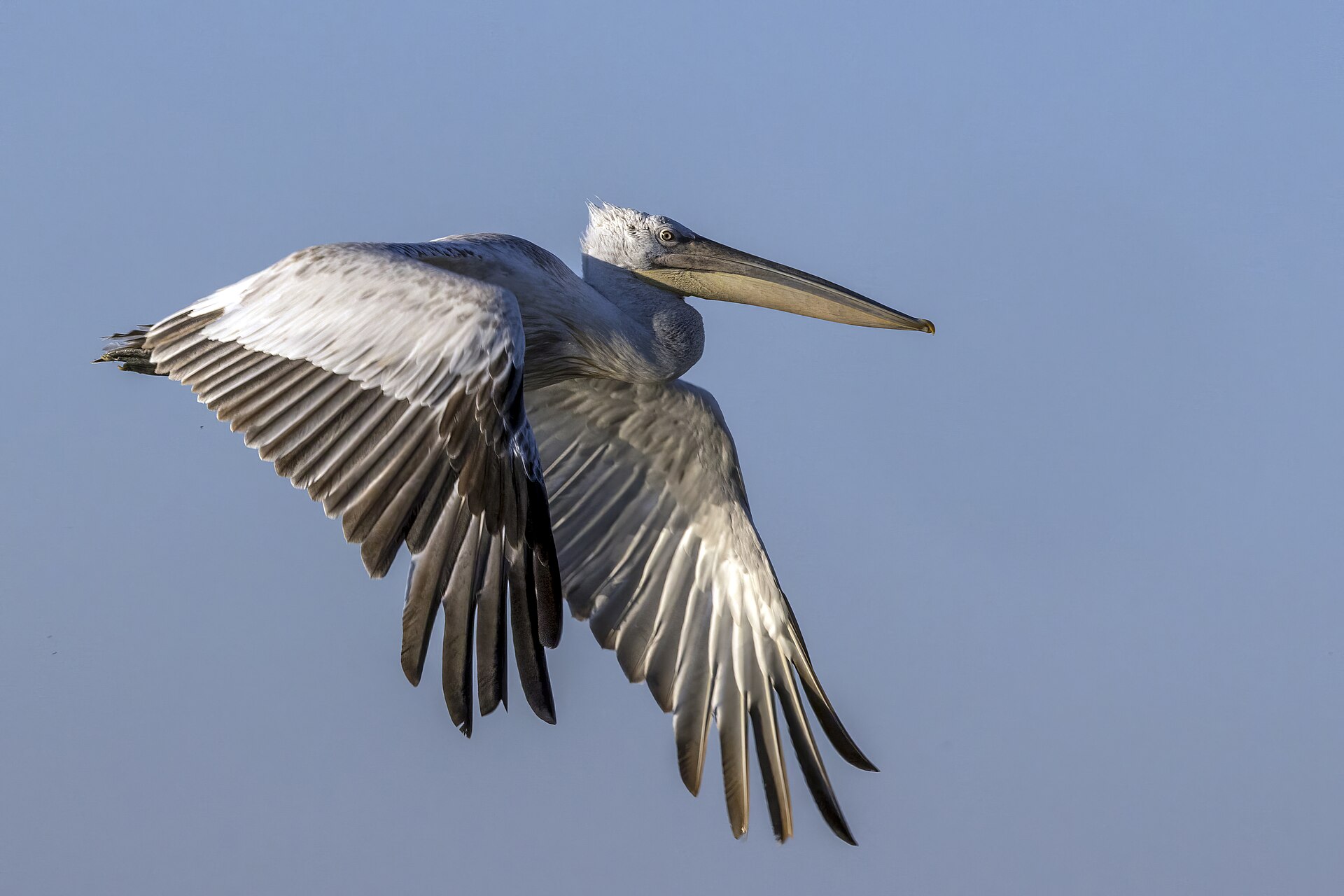 Dalmatian Pelican (Pelecanus crispus)