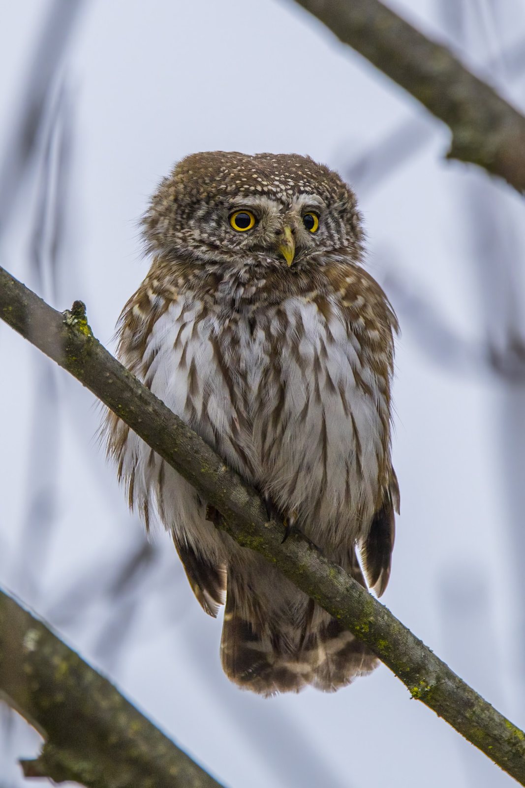 Eurasian Pygmy Owl (Glaucidium passerinum)