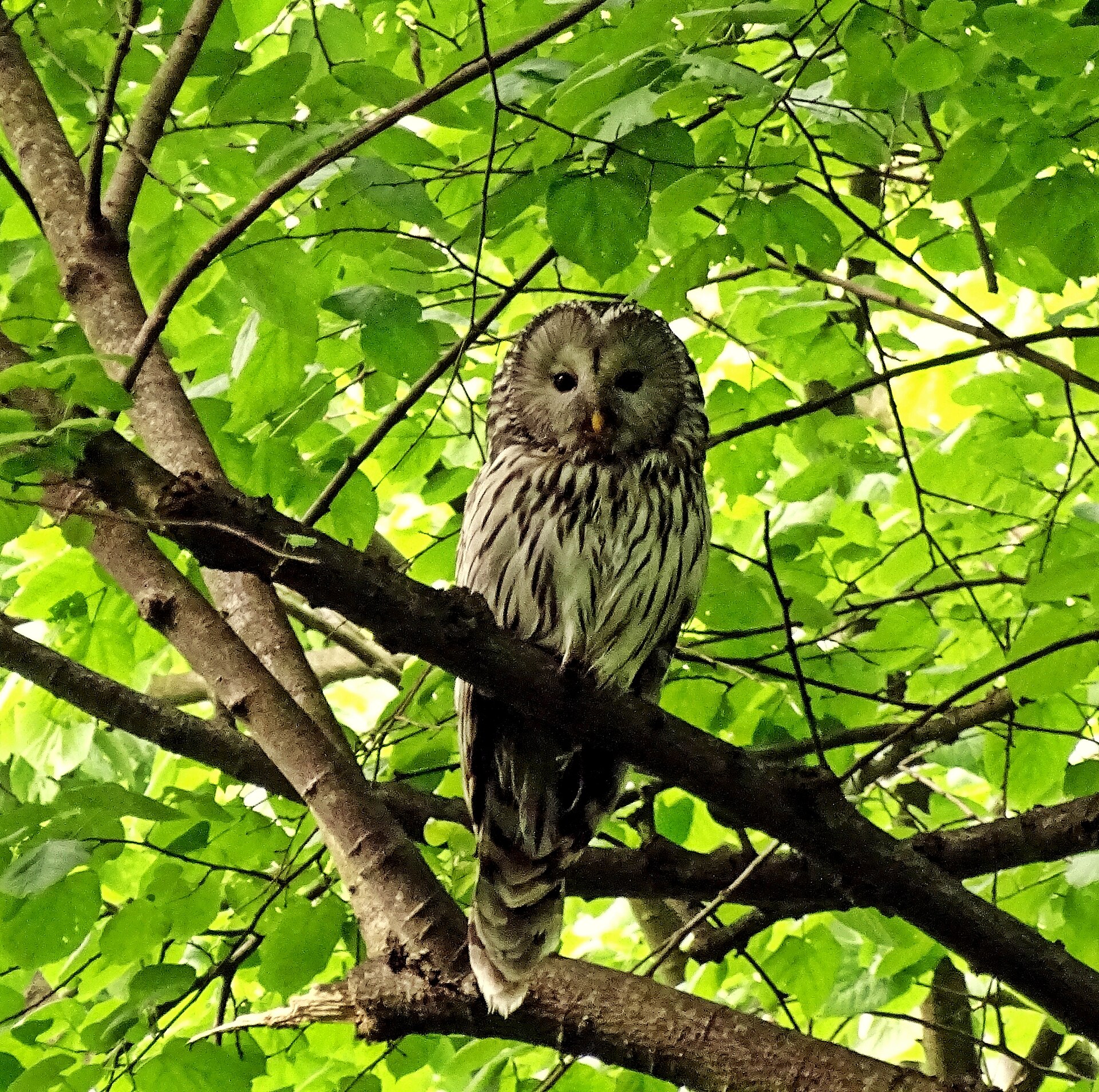 Ural Owl (Strix uralensis)