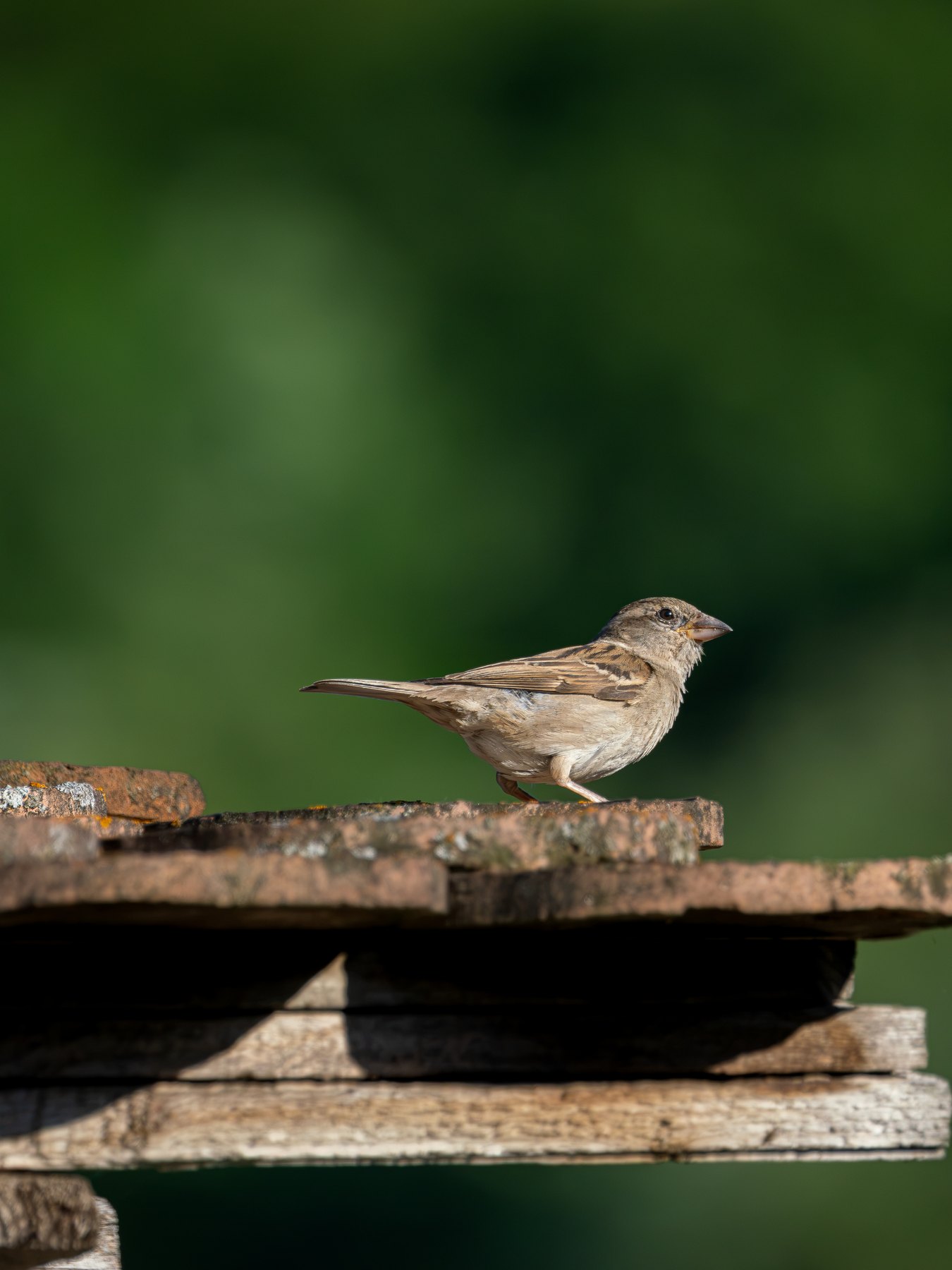 Small bird resting on a rooftop