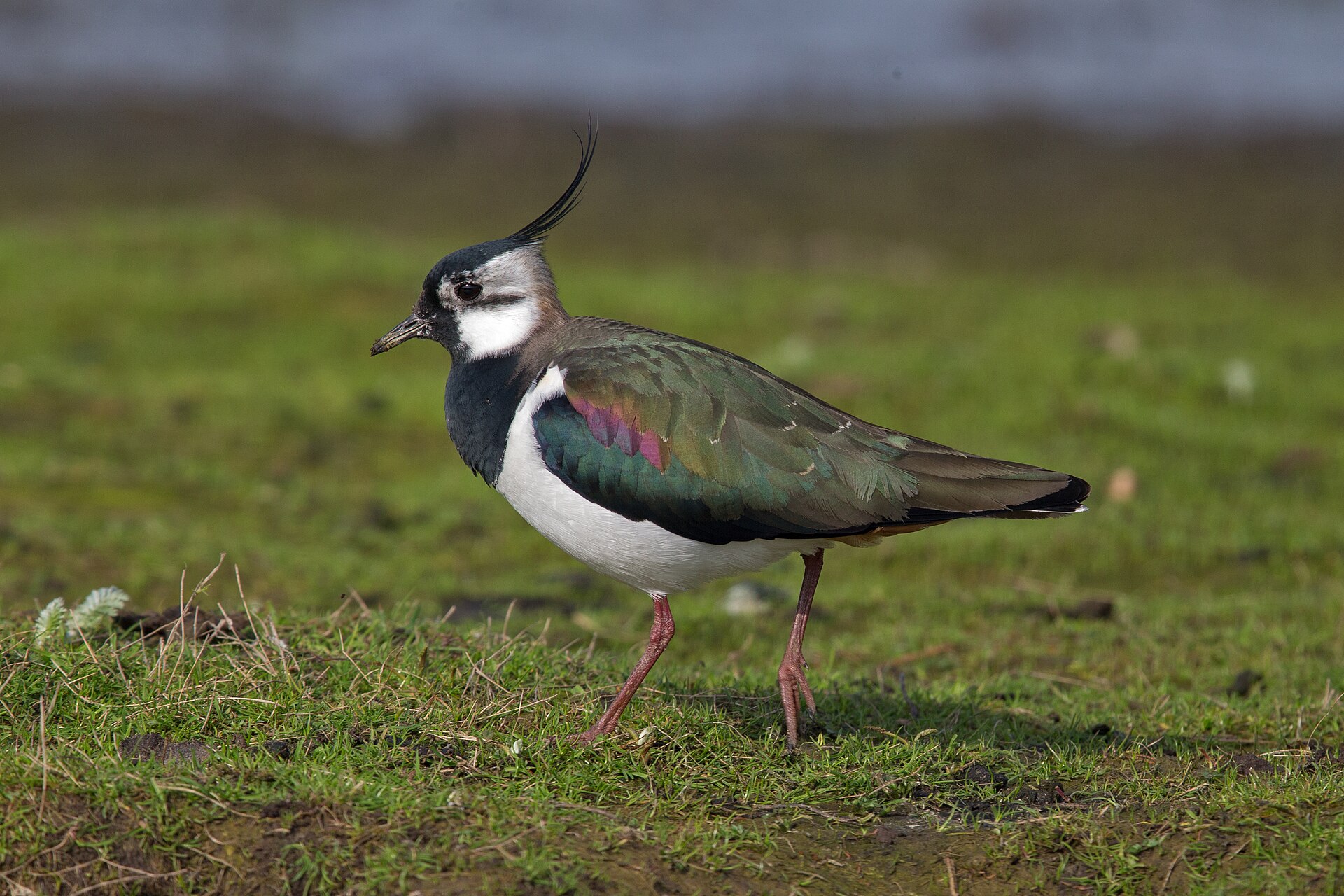 Northern Lapwing (Vanellus vanellus)
