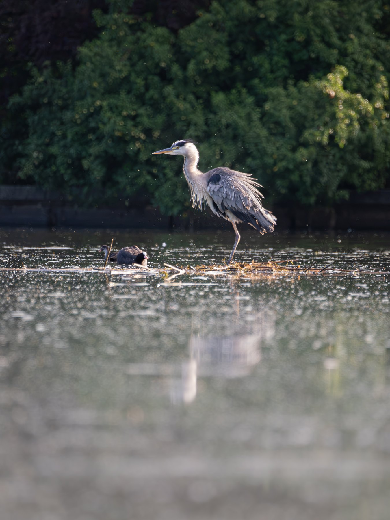 Grey heron at a quiet wetland