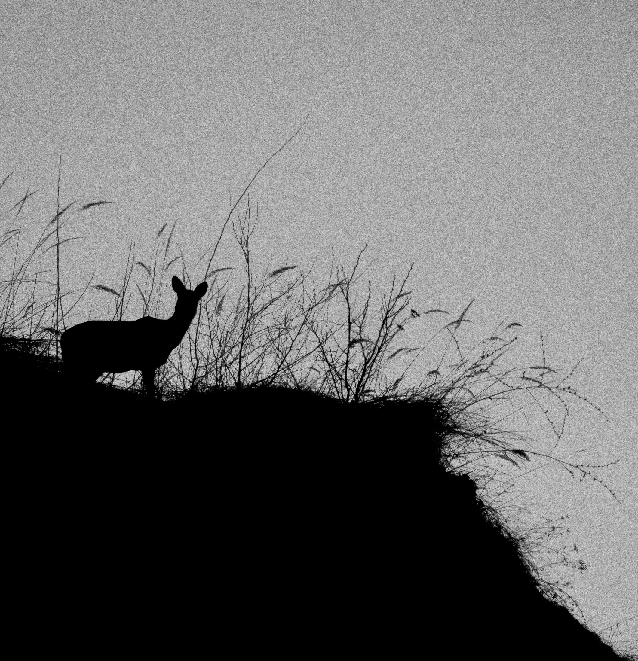 Above the Ridge — Deer at first light