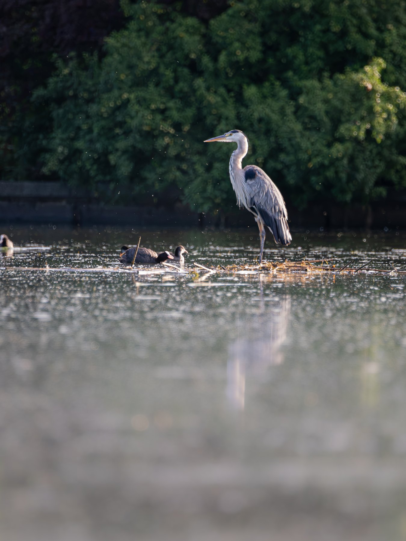 Grey heron at a quiet wetland