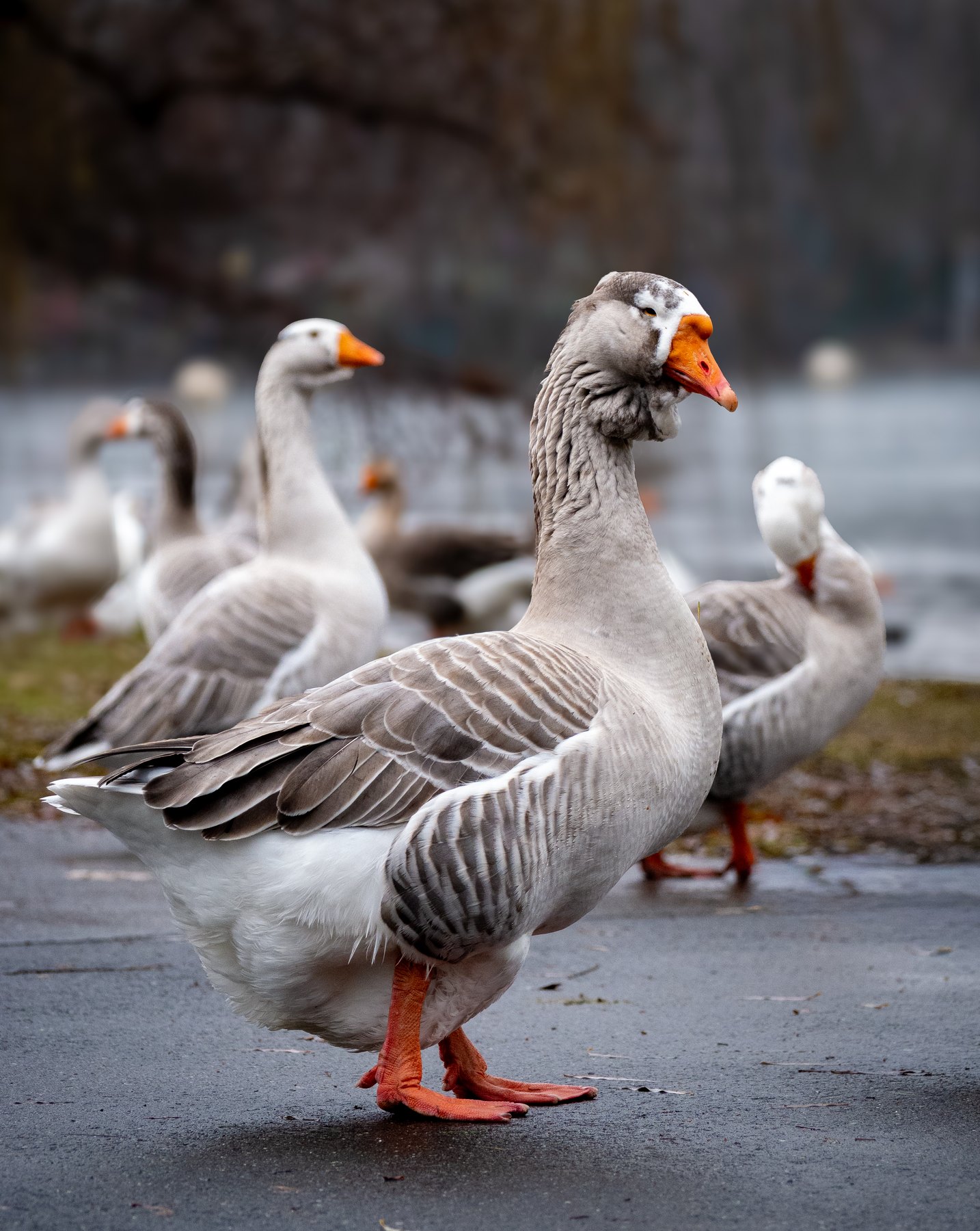 Waterbird portrait