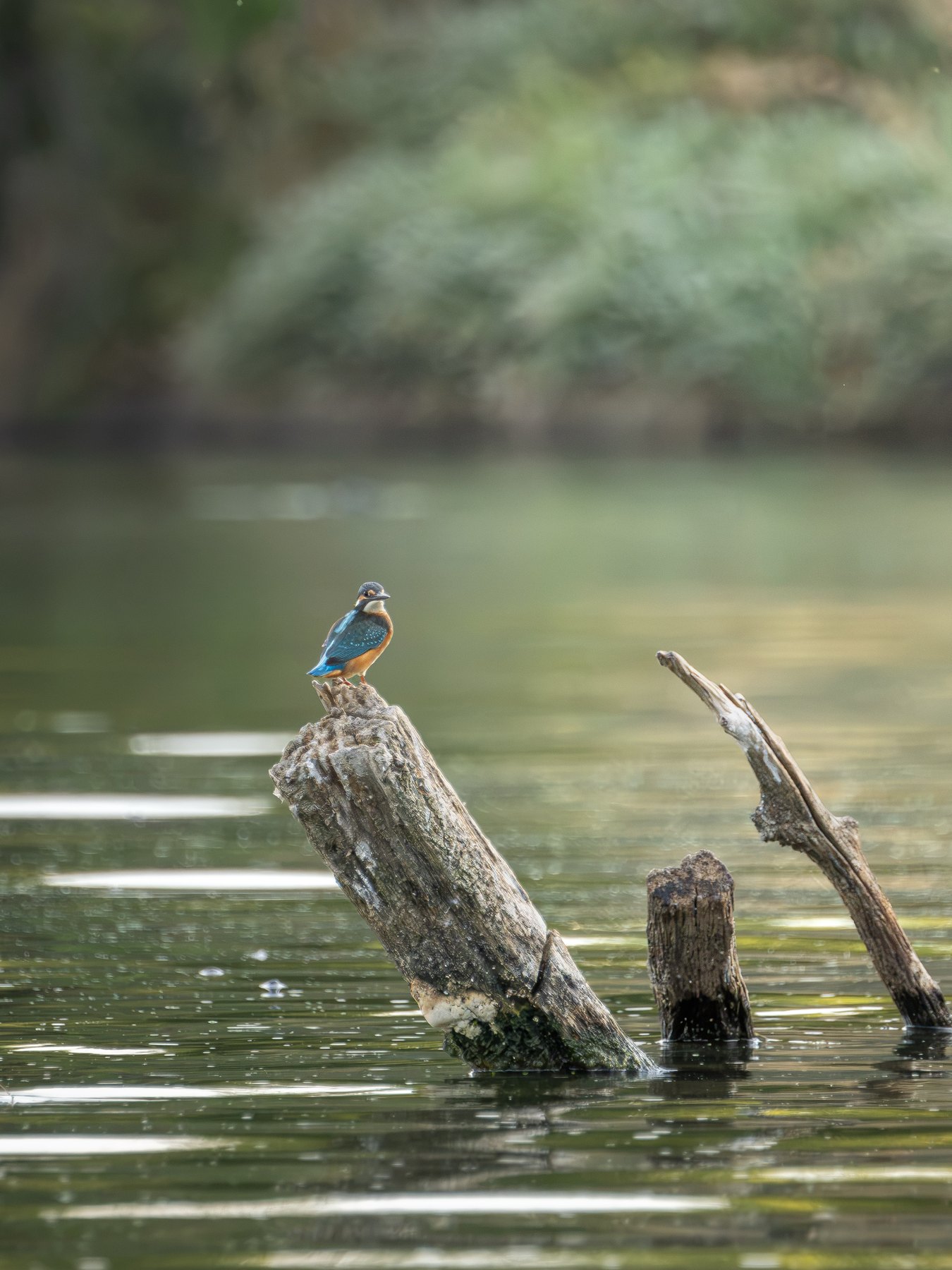 Kingfisher perched above the water