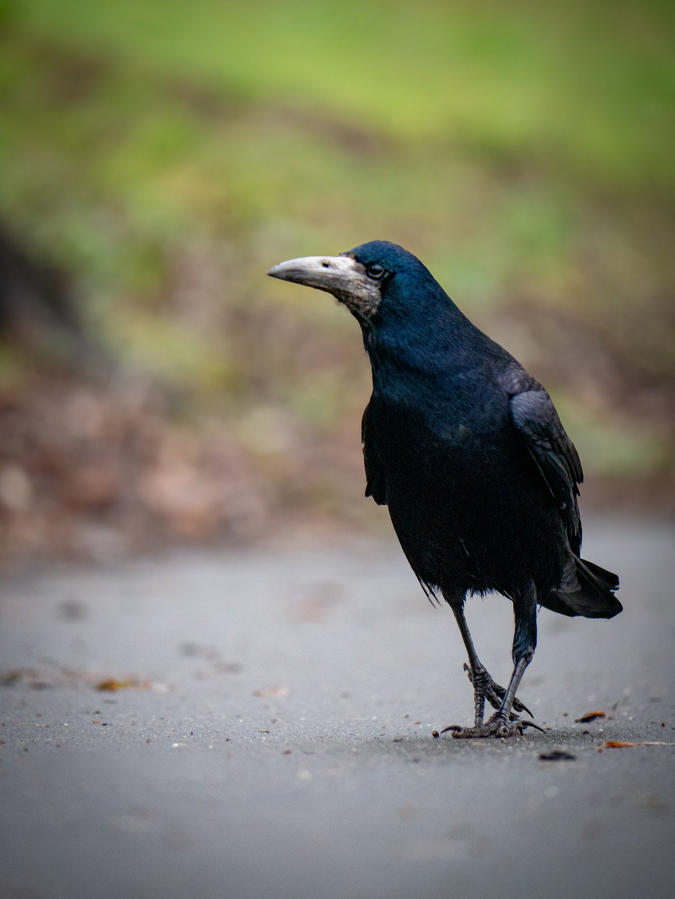 Waterbird portrait