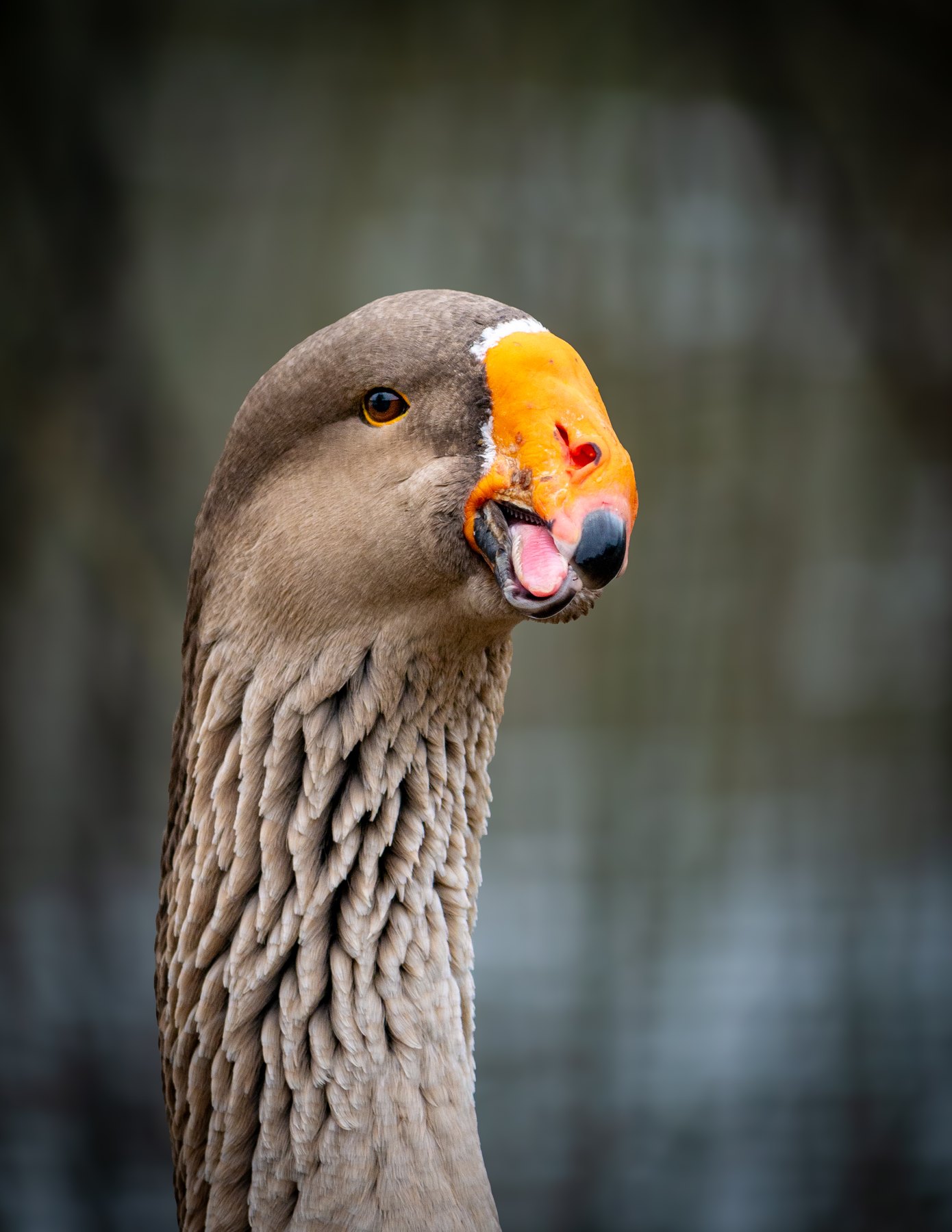 Goose portrait