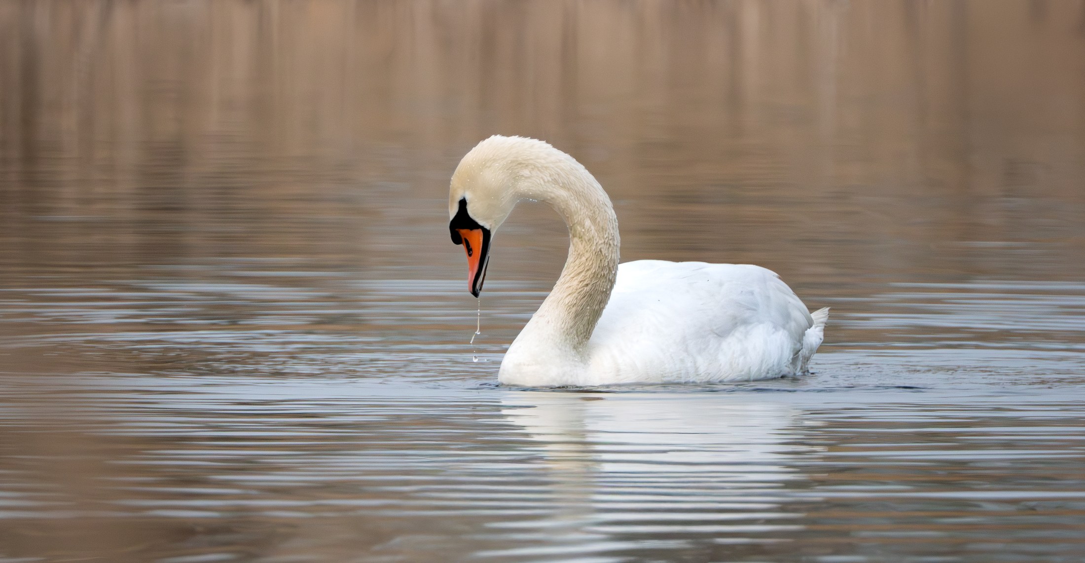 Winter Water — Mute swan