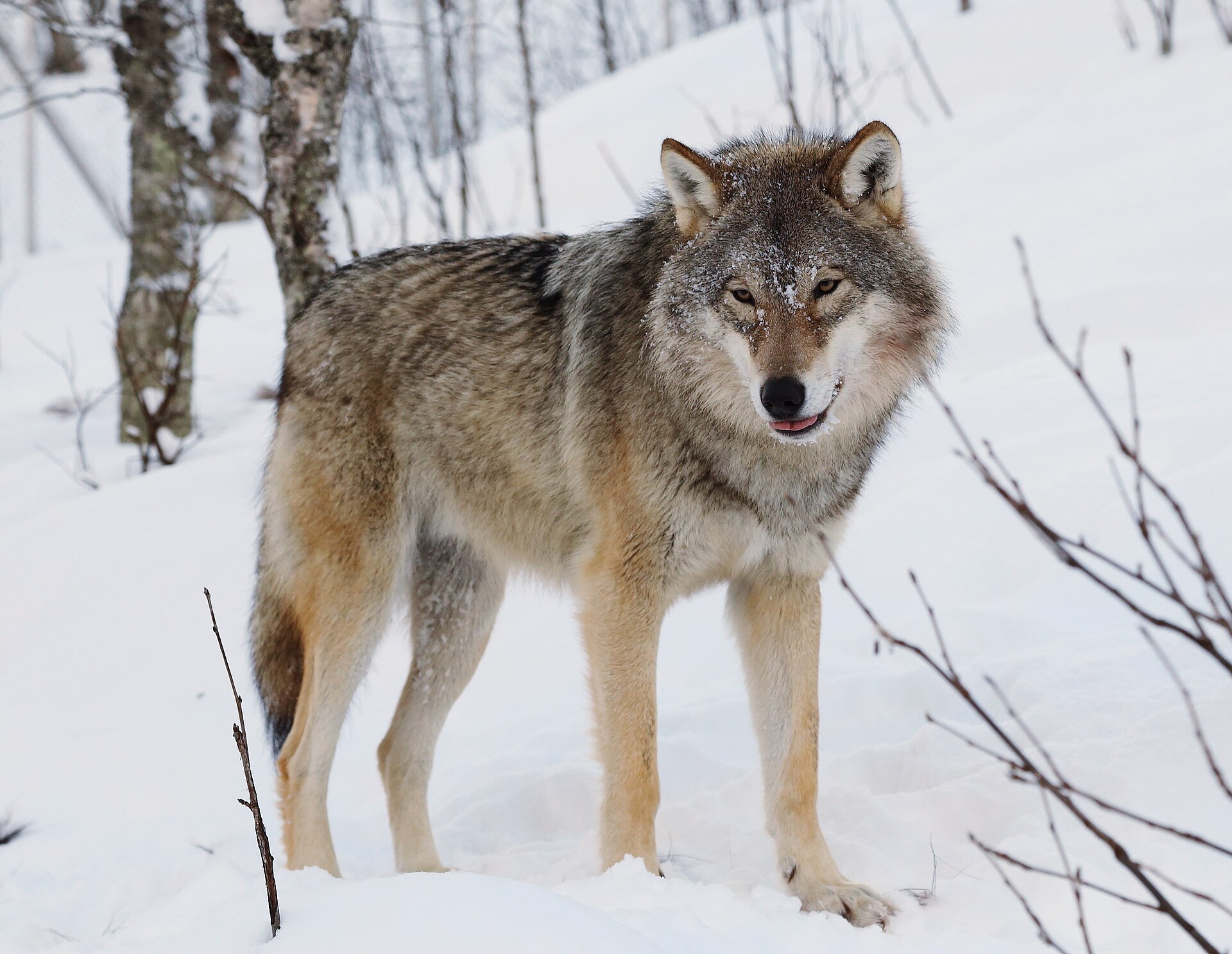 Grey Wolf (Canis lupus)